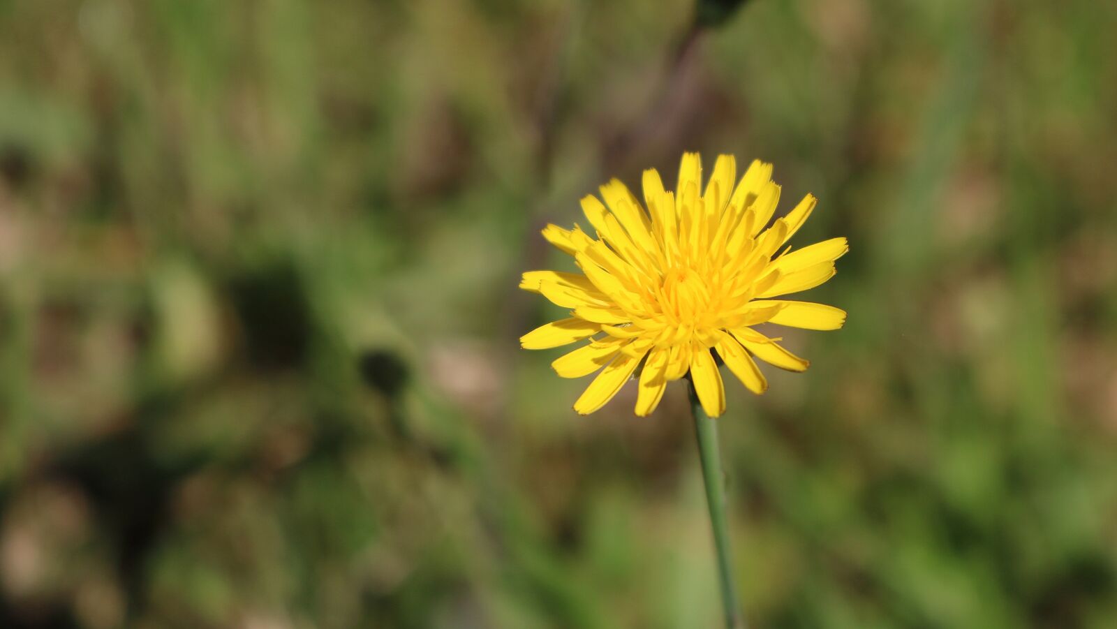 Canon EOS 750D (EOS Rebel T6i / EOS Kiss X8i) sample photo. Flower, wild, yellow photography