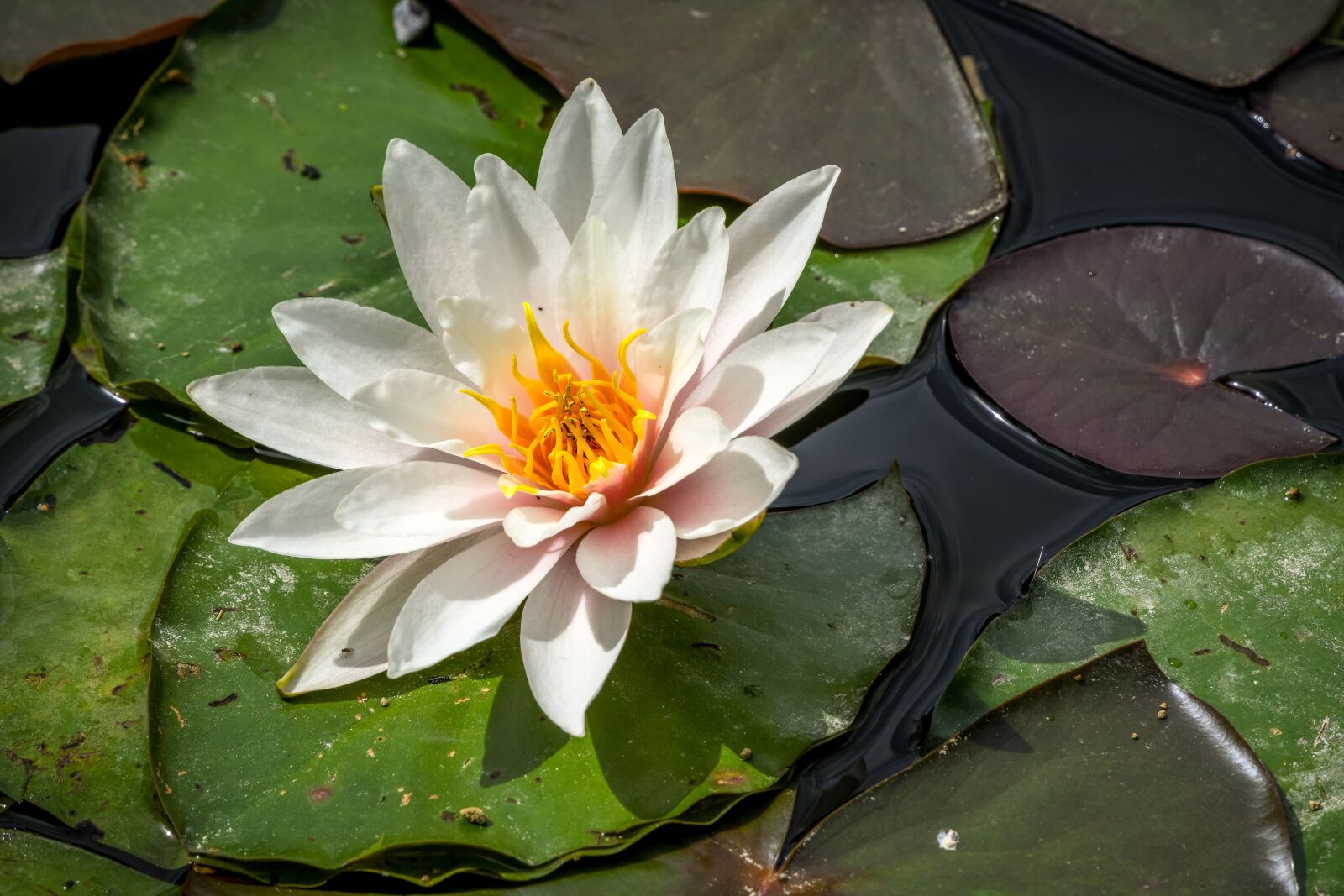 Tamron 28-300mm F3.5-6.3 Di VC PZD sample photo. Water lily, flower, pond photography