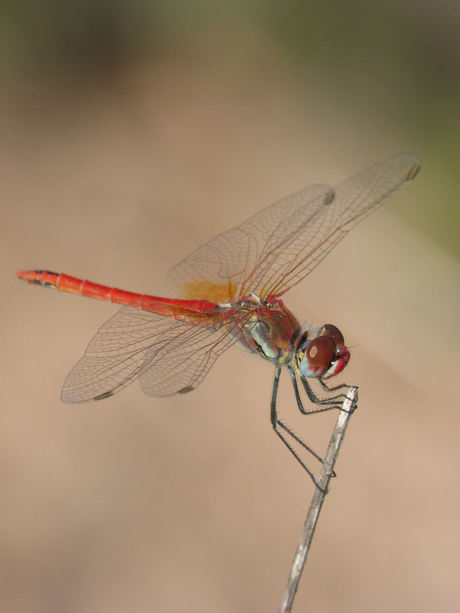 Panasonic DMC-FZ62 sample photo. Red dragonfly, detail, branch photography