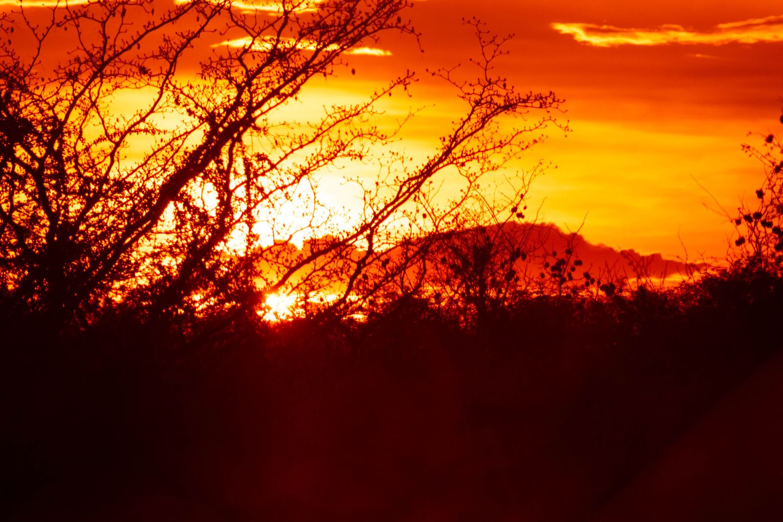 Canon EF75-300mm f/4-5.6 sample photo. Trees, sunset, light photography