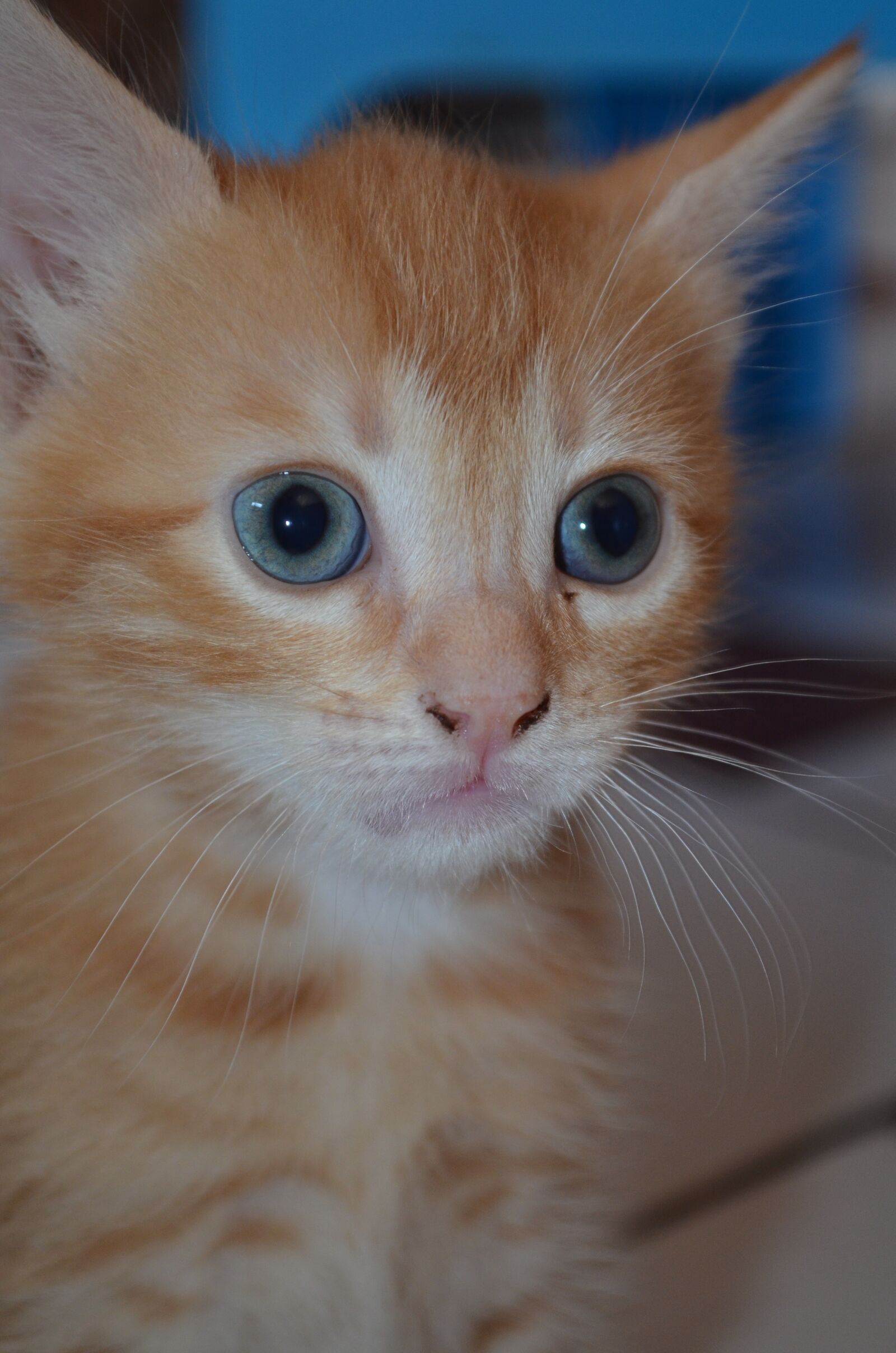 Nikon D5100 sample photo. Cat, eyes, red photography