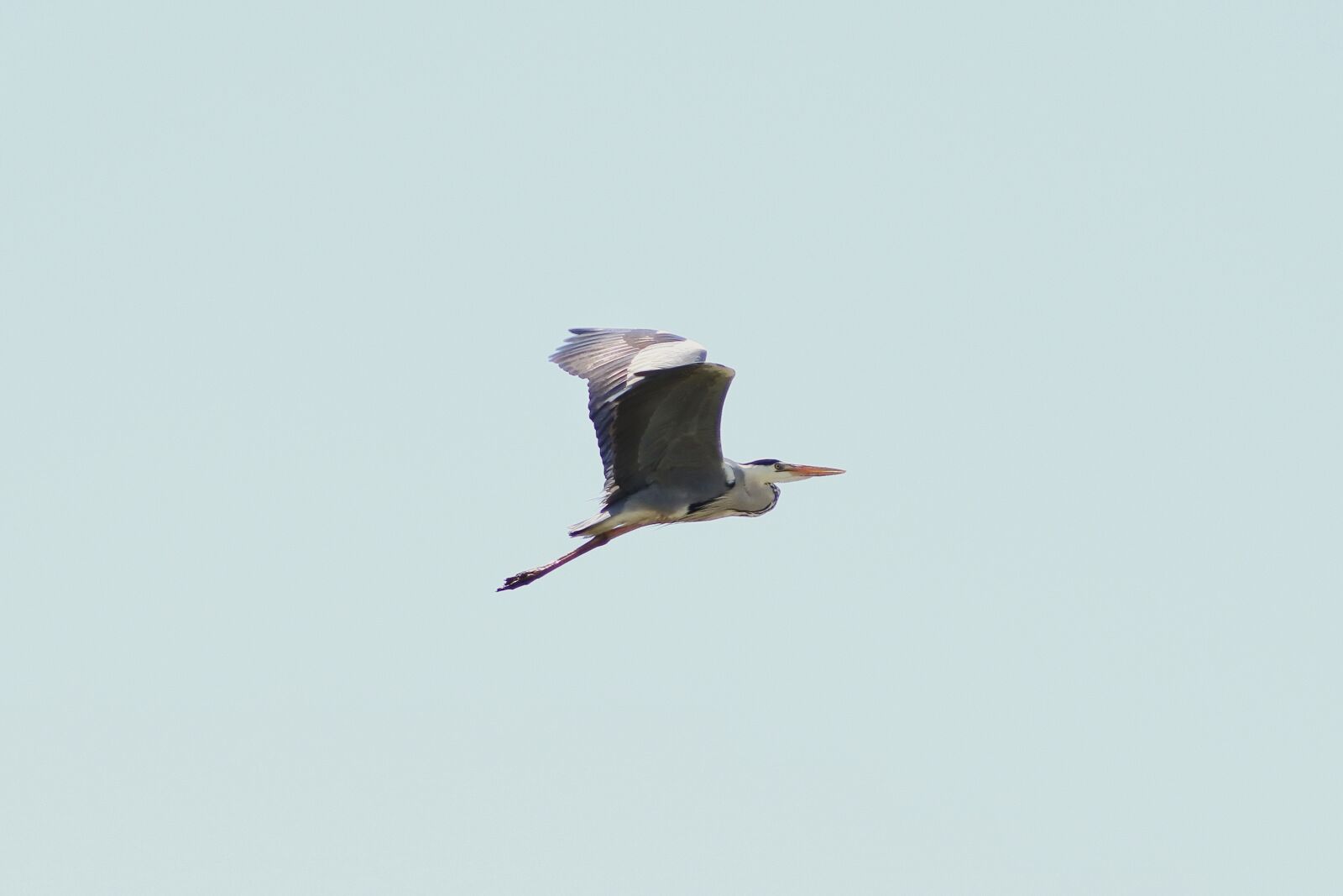 Nikon 1 J5 + VR 55-200mm f/4-5.6G sample photo. Animal, sky, wild birds photography