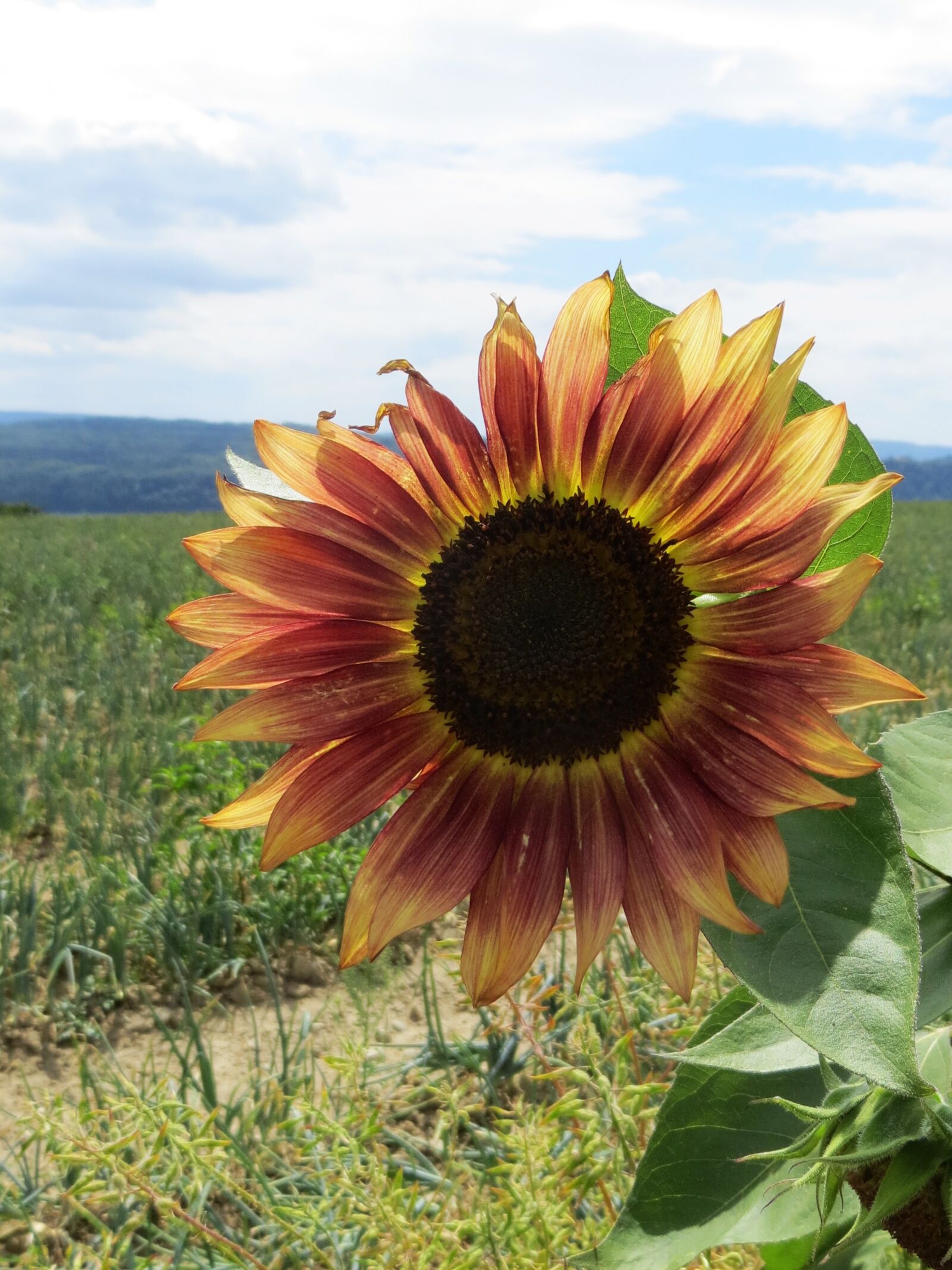 Canon PowerShot SX240 HS sample photo. Sunflower, blossom, bloom photography
