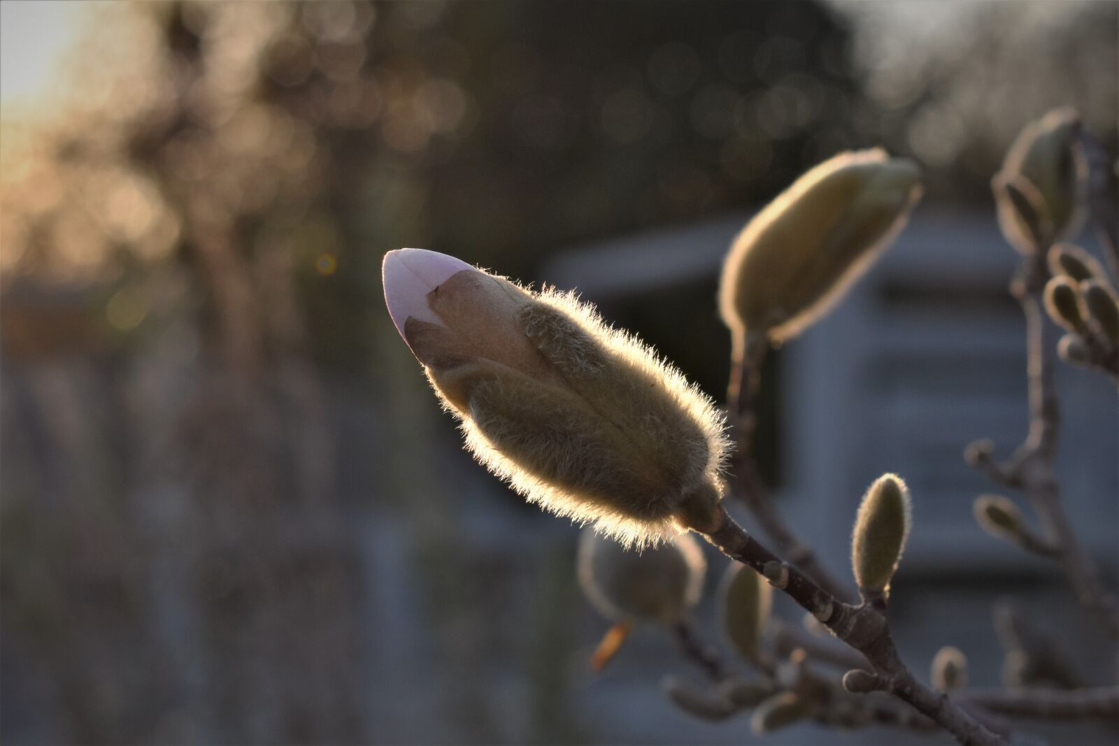 Nikon D5500 sample photo. Magnolia, backlighting, close up photography