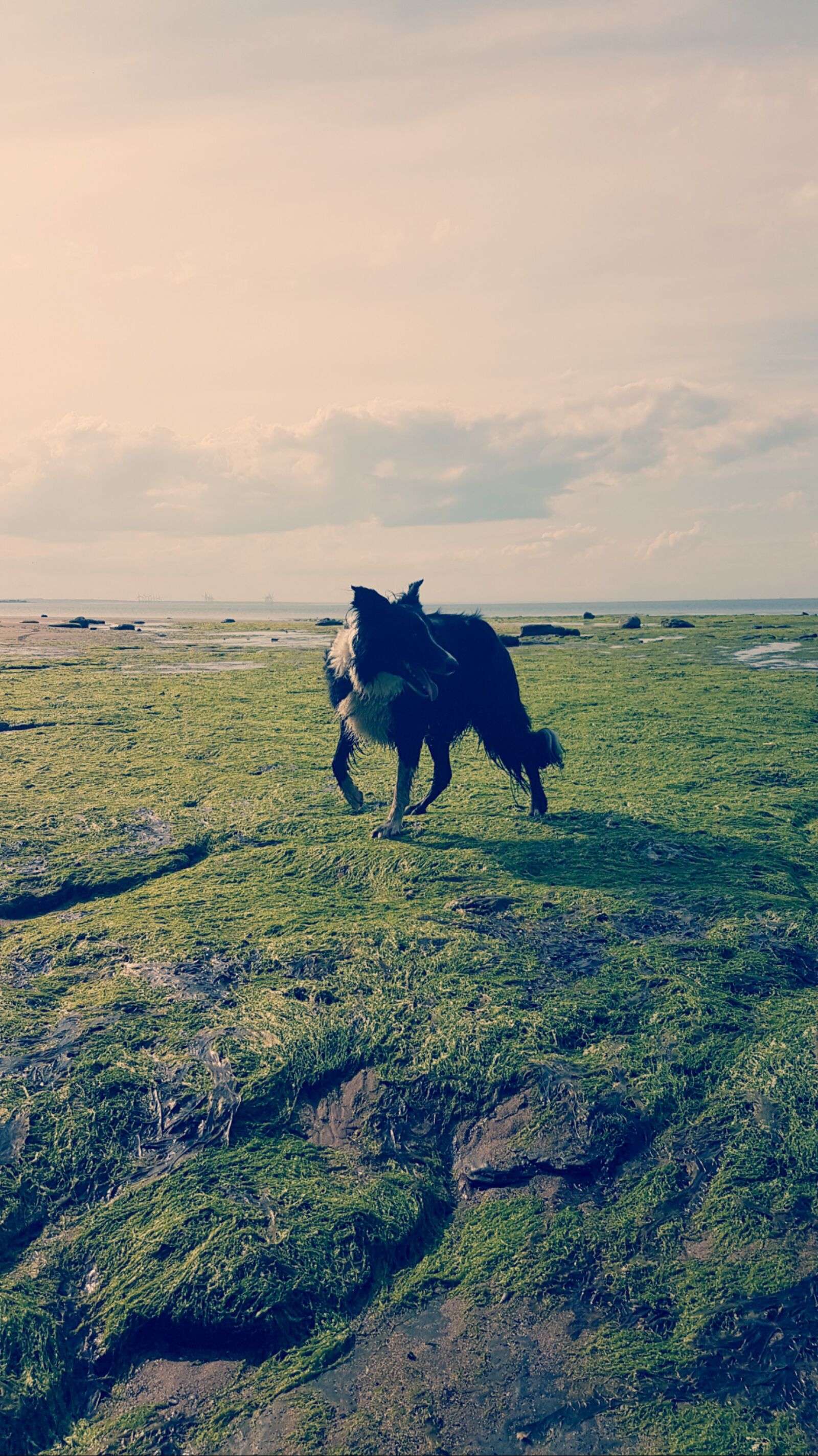 Samsung Galaxy S7 sample photo. Animal, dog, sea, travel photography