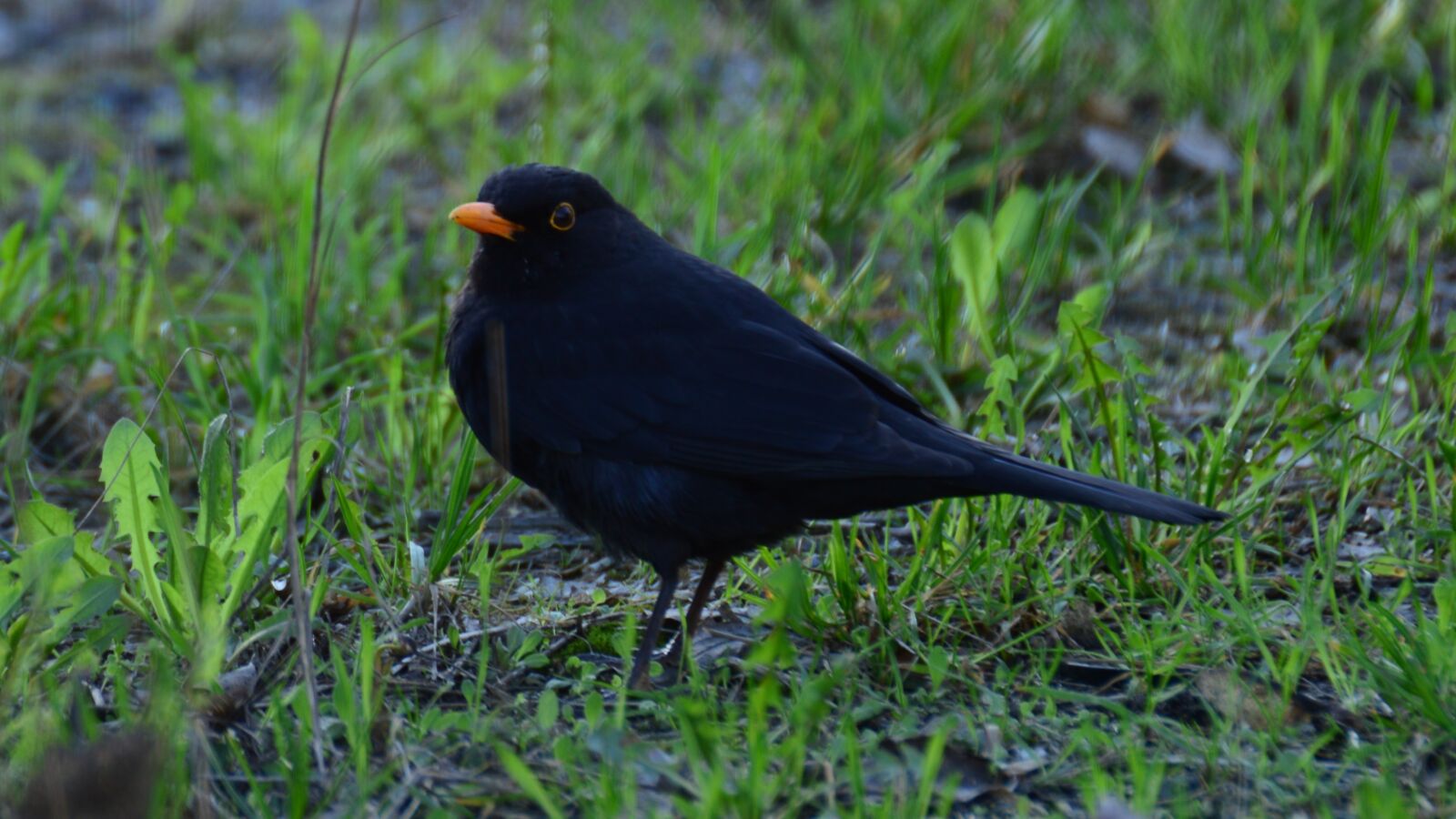 Nikon D3200 sample photo. Beautiful, black, kos photography