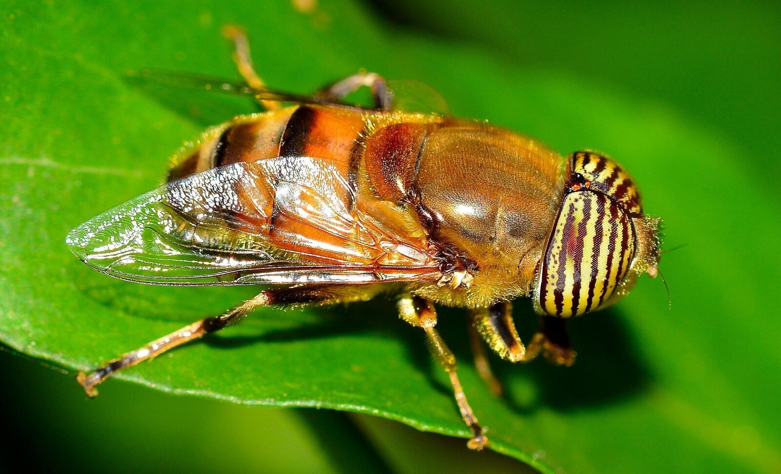 Nikon D7100 sample photo. Macro photo, diptera fly photography
