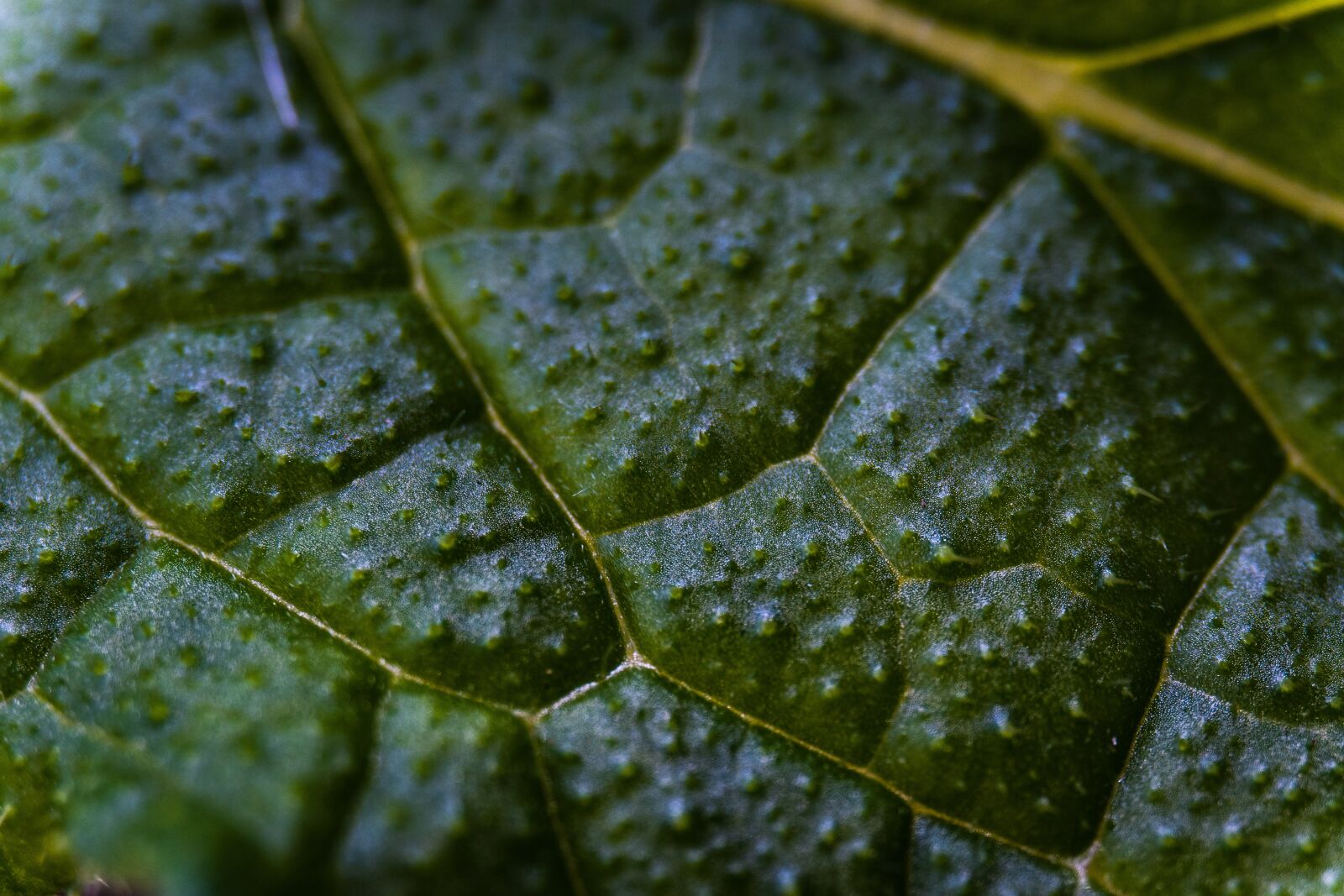 Sony a6400 + Sony E 16-50mm F3.5-5.6 PZ OSS sample photo. Leaf, plant, texture photography
