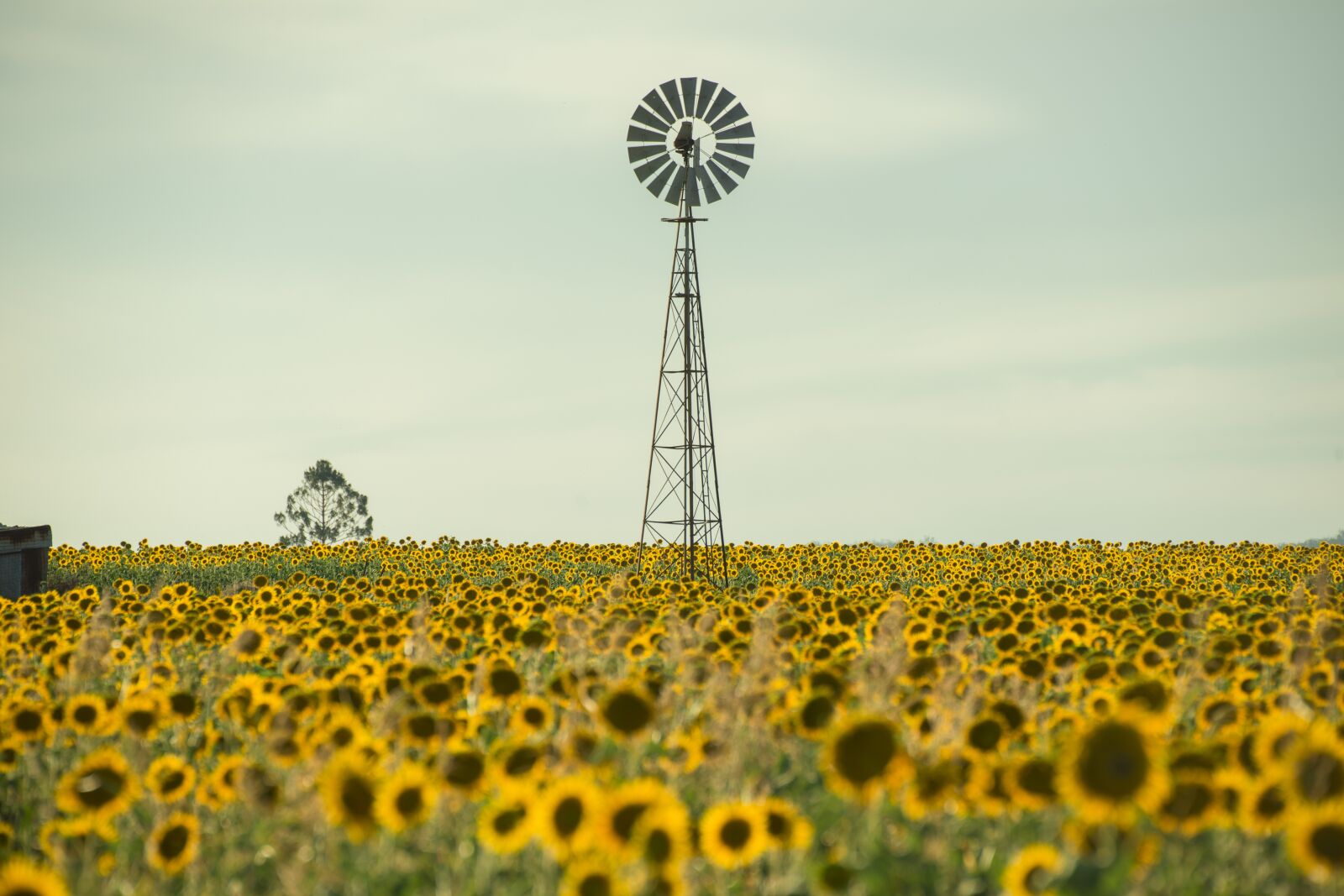 Nikon D800 sample photo. Field, sunflower, nature photography