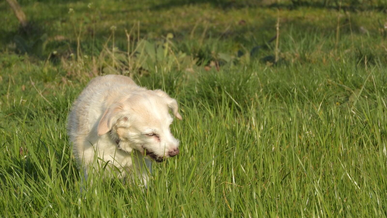 Nikon Coolpix P610 sample photo. Dog eats grass, eat photography