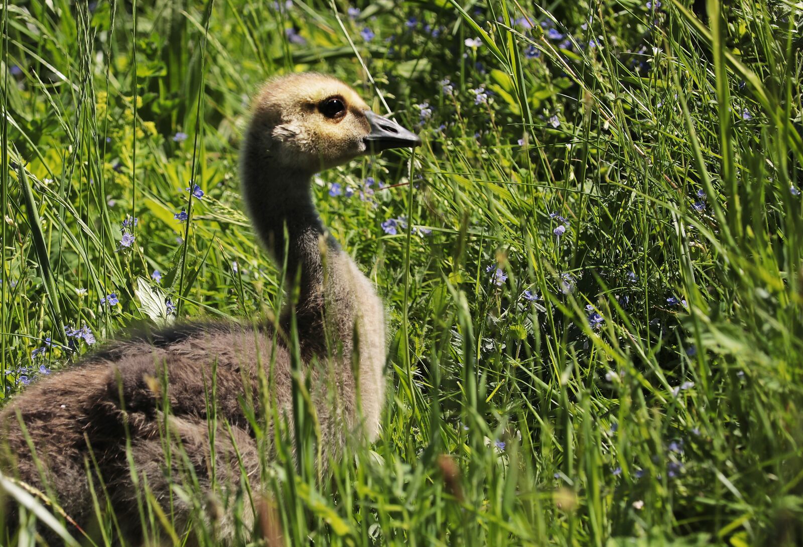 Canon EOS 80D sample photo. Goose, young goose, young photography
