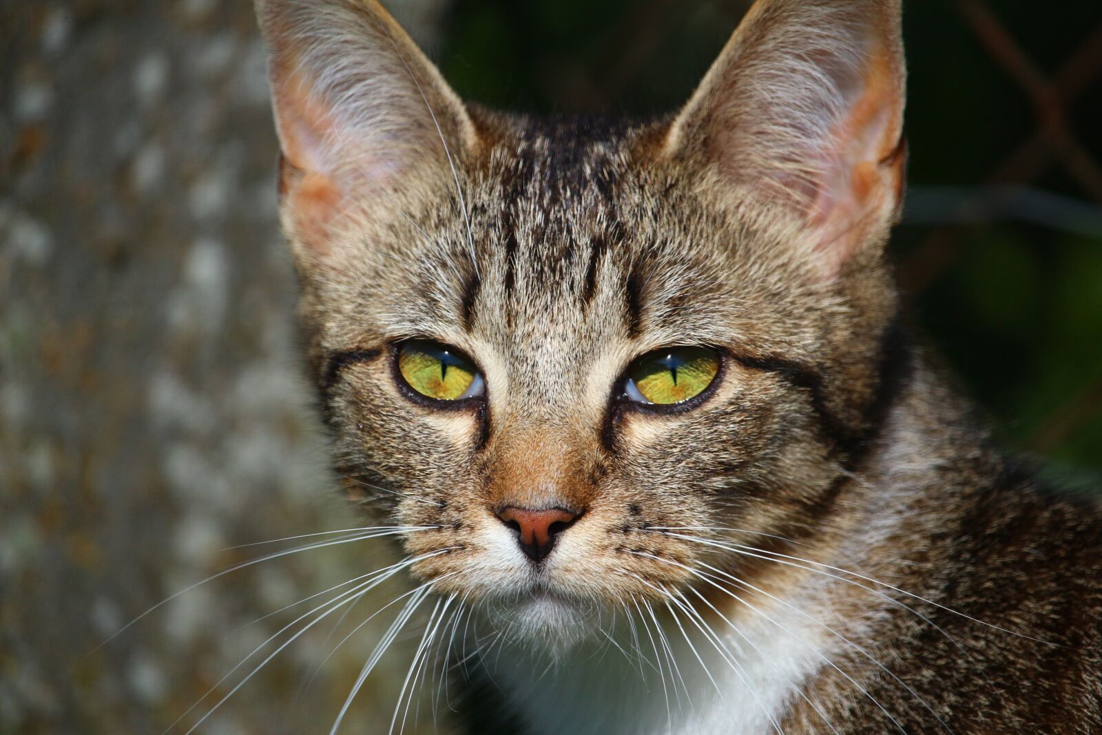 Canon EOS 100D (EOS Rebel SL1 / EOS Kiss X7) sample photo. Cat, mieze, kitten photography