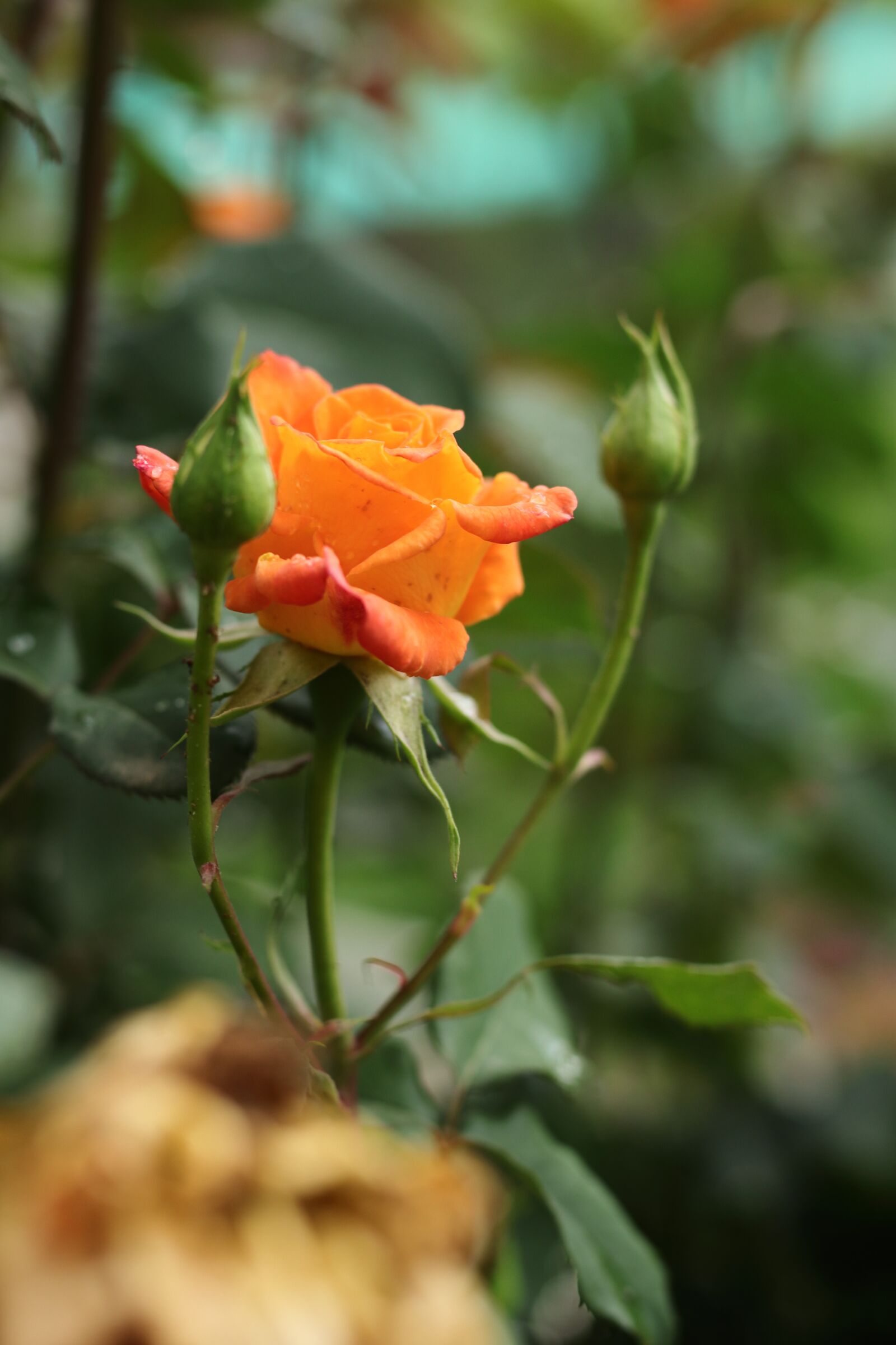 Canon EOS 77D (EOS 9000D / EOS 770D) sample photo. Rose, garden, flower photography