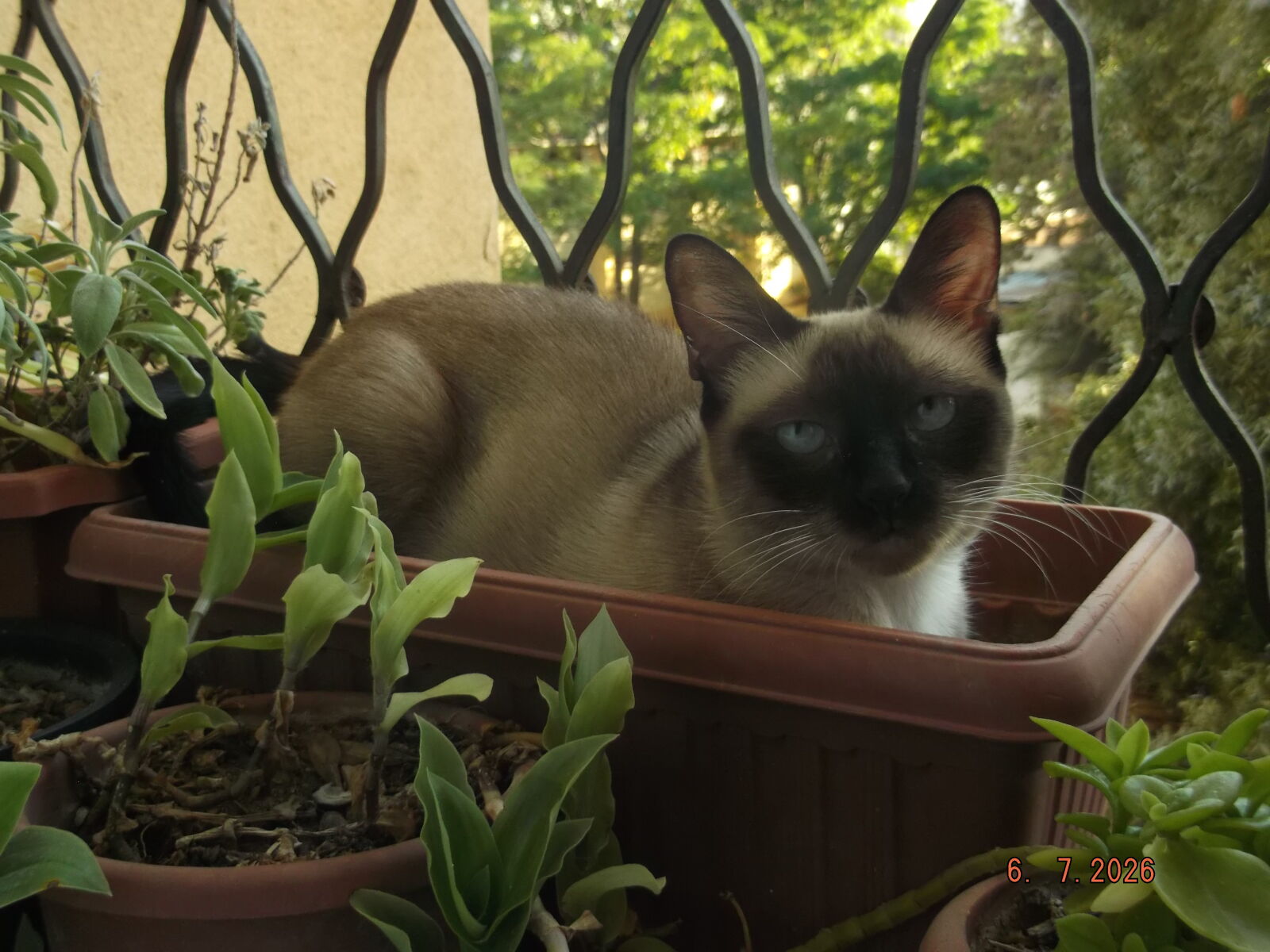 Fujifilm FinePix JV300 sample photo