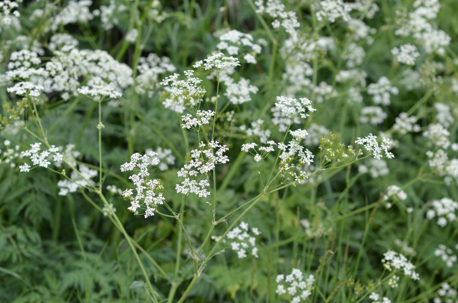 Nikon D7000 sample photo. Hundkex, flower, green photography
