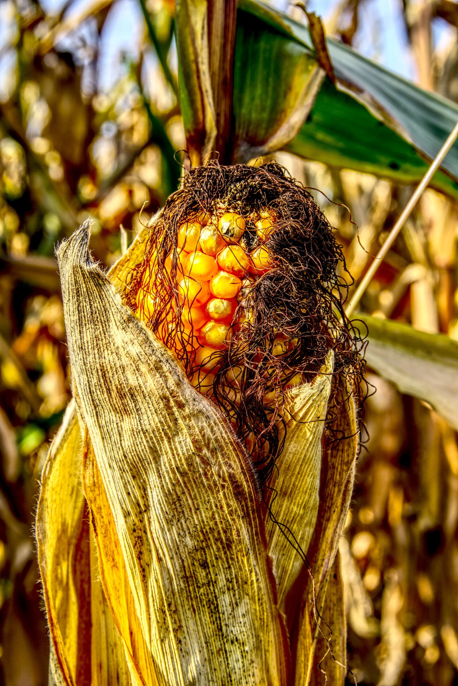 Sony a6000 sample photo. Corn, corn on the photography
