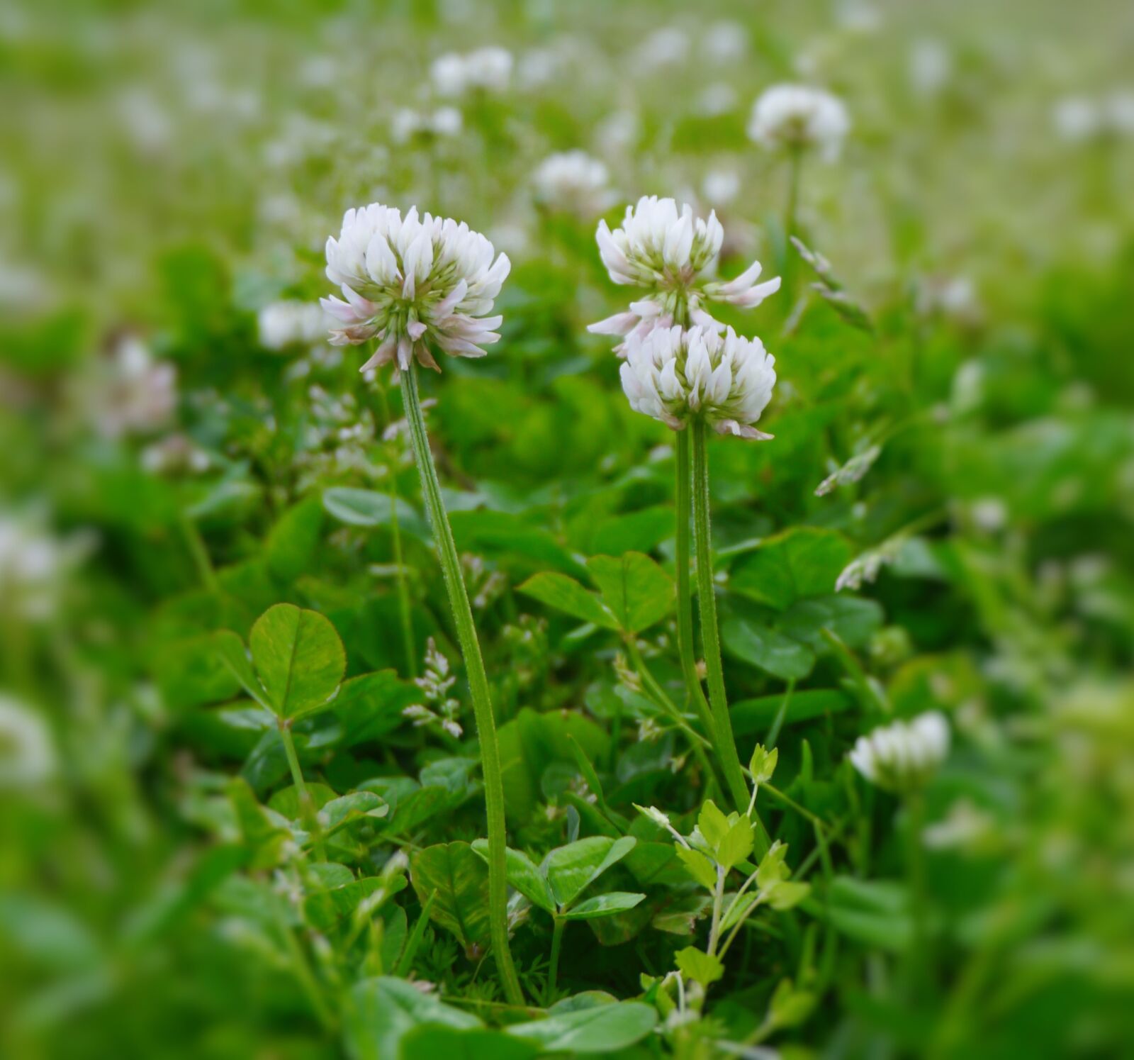 Panasonic Lumix DMC-GX1 sample photo. Astragalus, rengeso, flowers photography