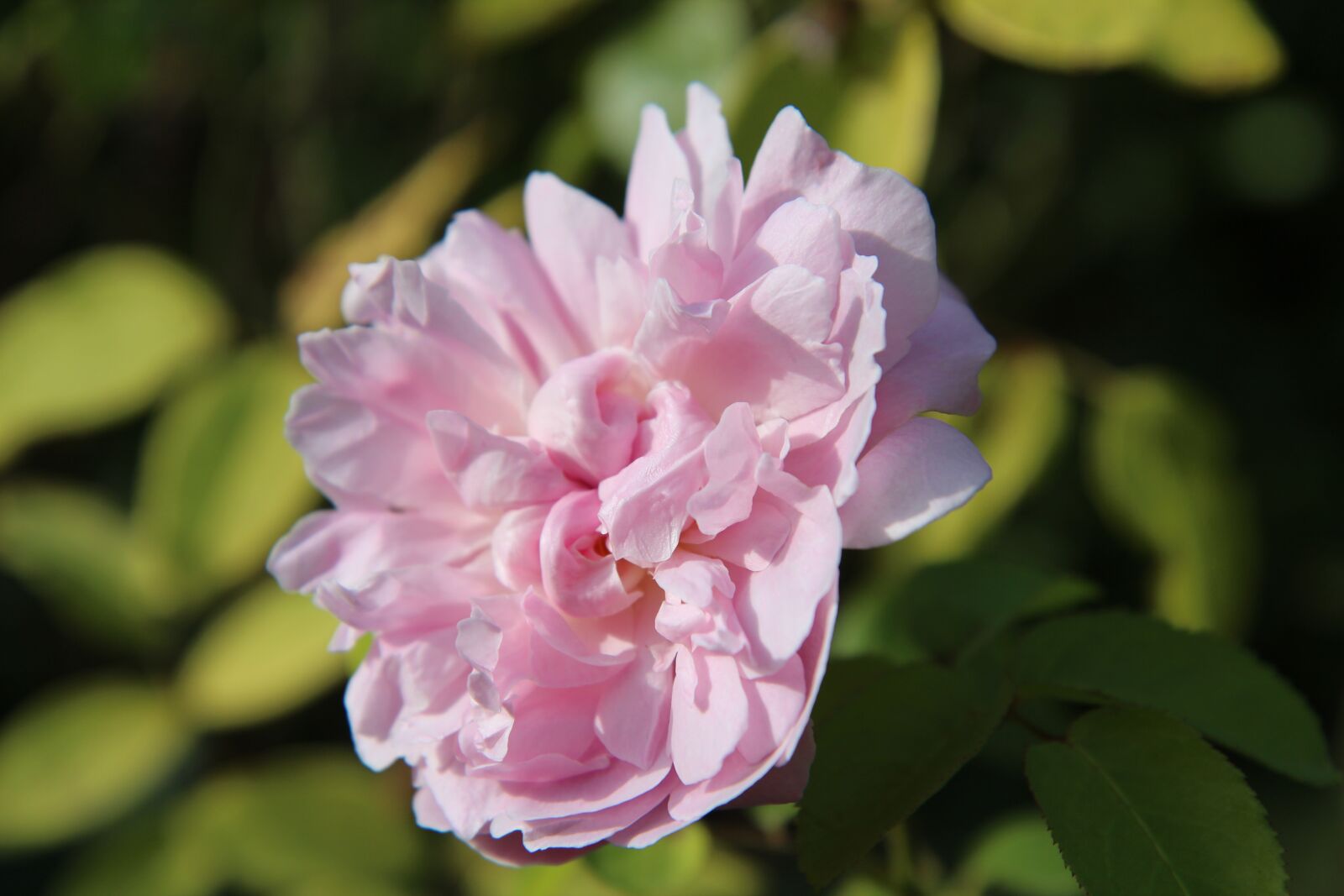 Canon EOS 600D (Rebel EOS T3i / EOS Kiss X5) sample photo. Pink, pink rose, english photography