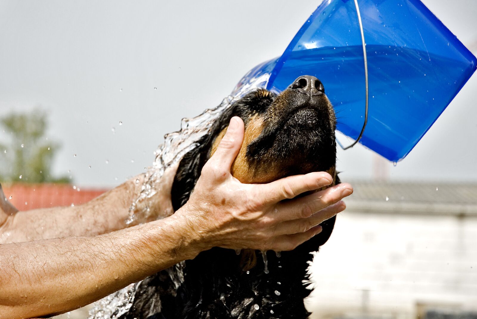 Nikon D200 sample photo. Rottweiler, dog, animal photography