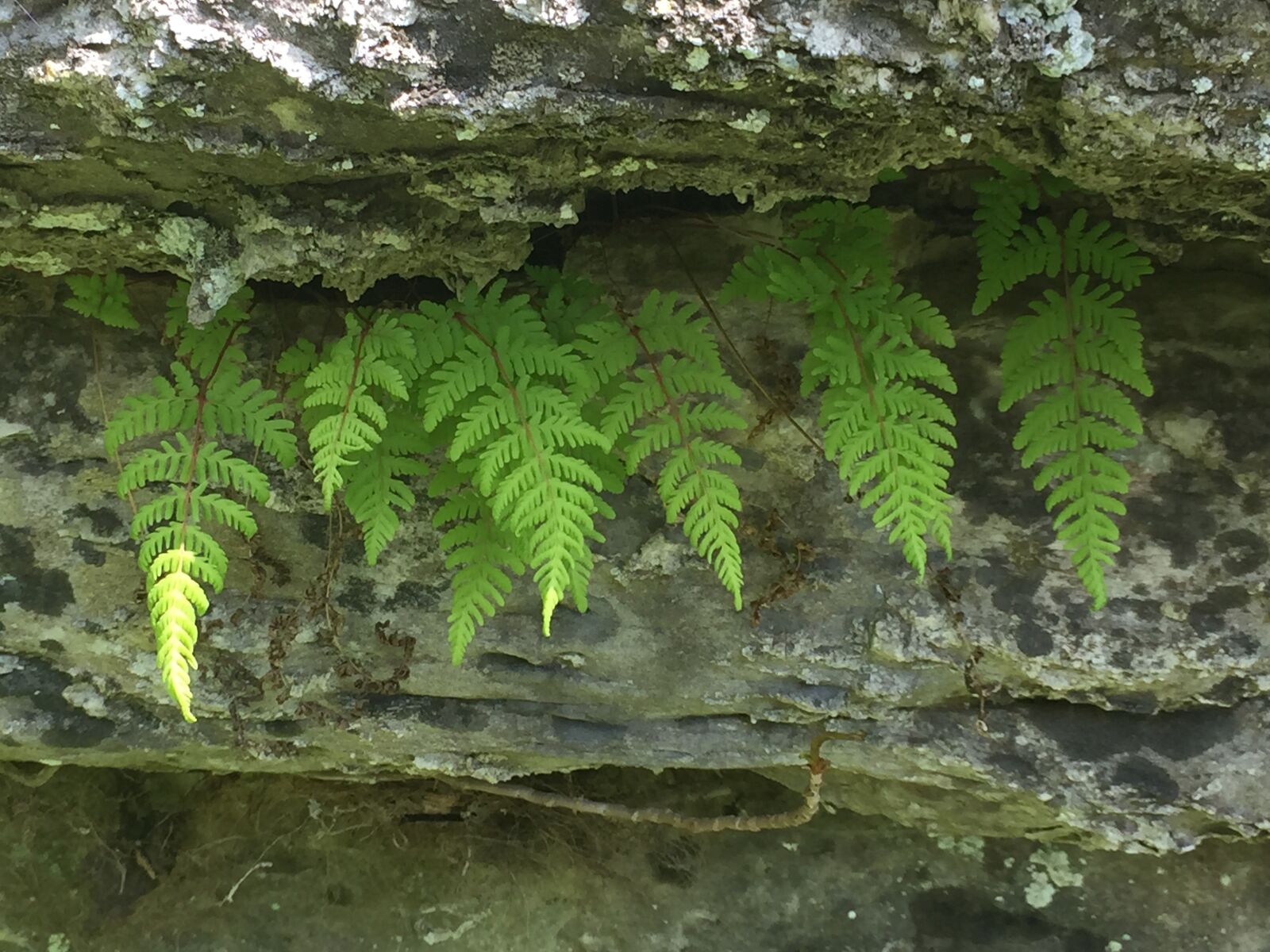 iPhone 6 Plus back camera 4.15mm f/2.2 sample photo. Fern, massachusetts, spring photography