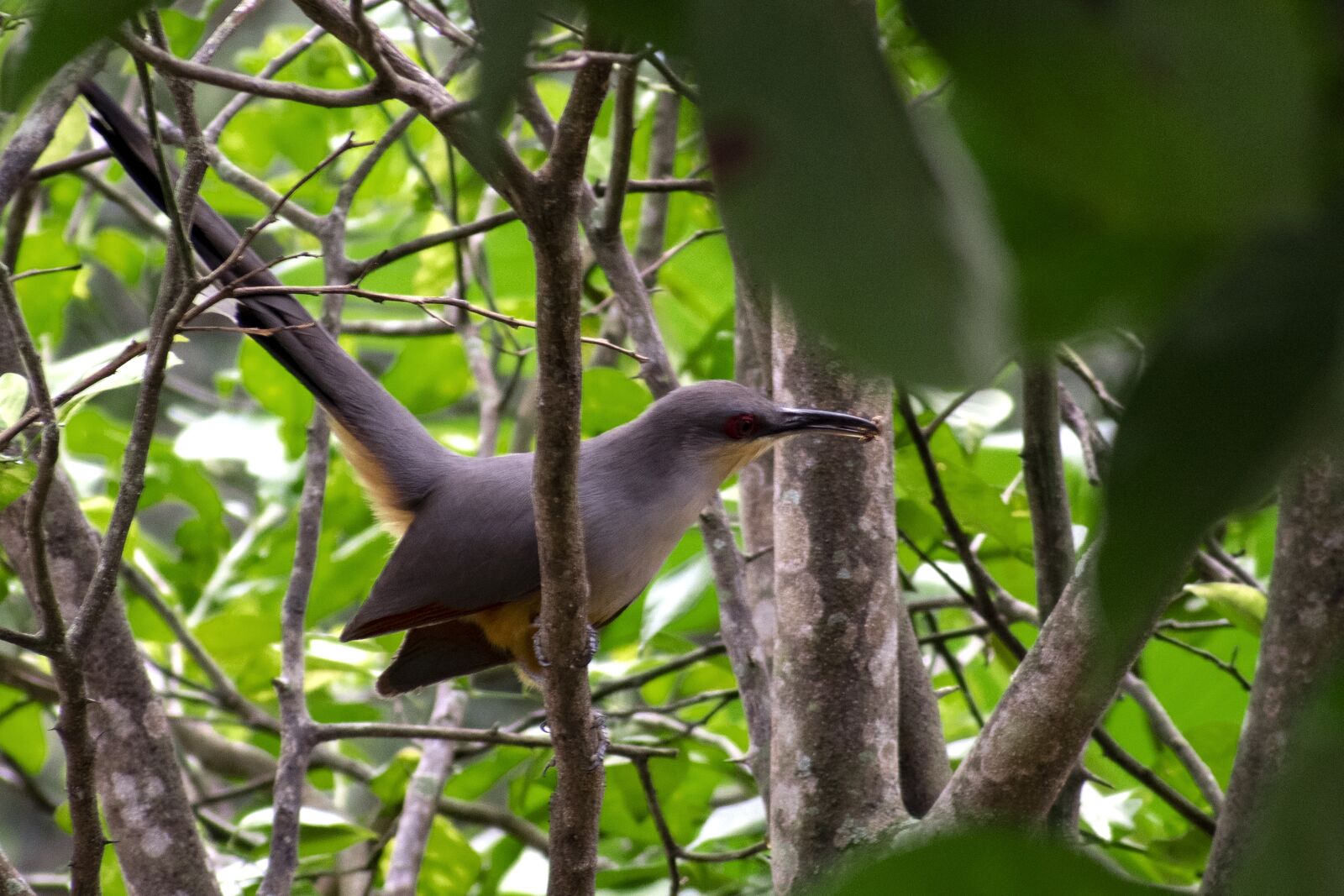 Nikon D5300 sample photo. Birds, nature, plumage photography