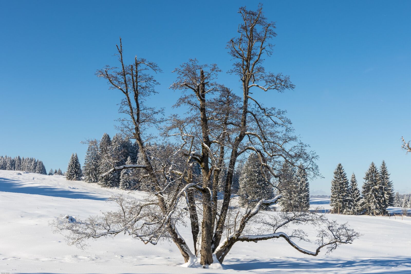Canon EOS 7D Mark II sample photo. Winter, snow, tree photography
