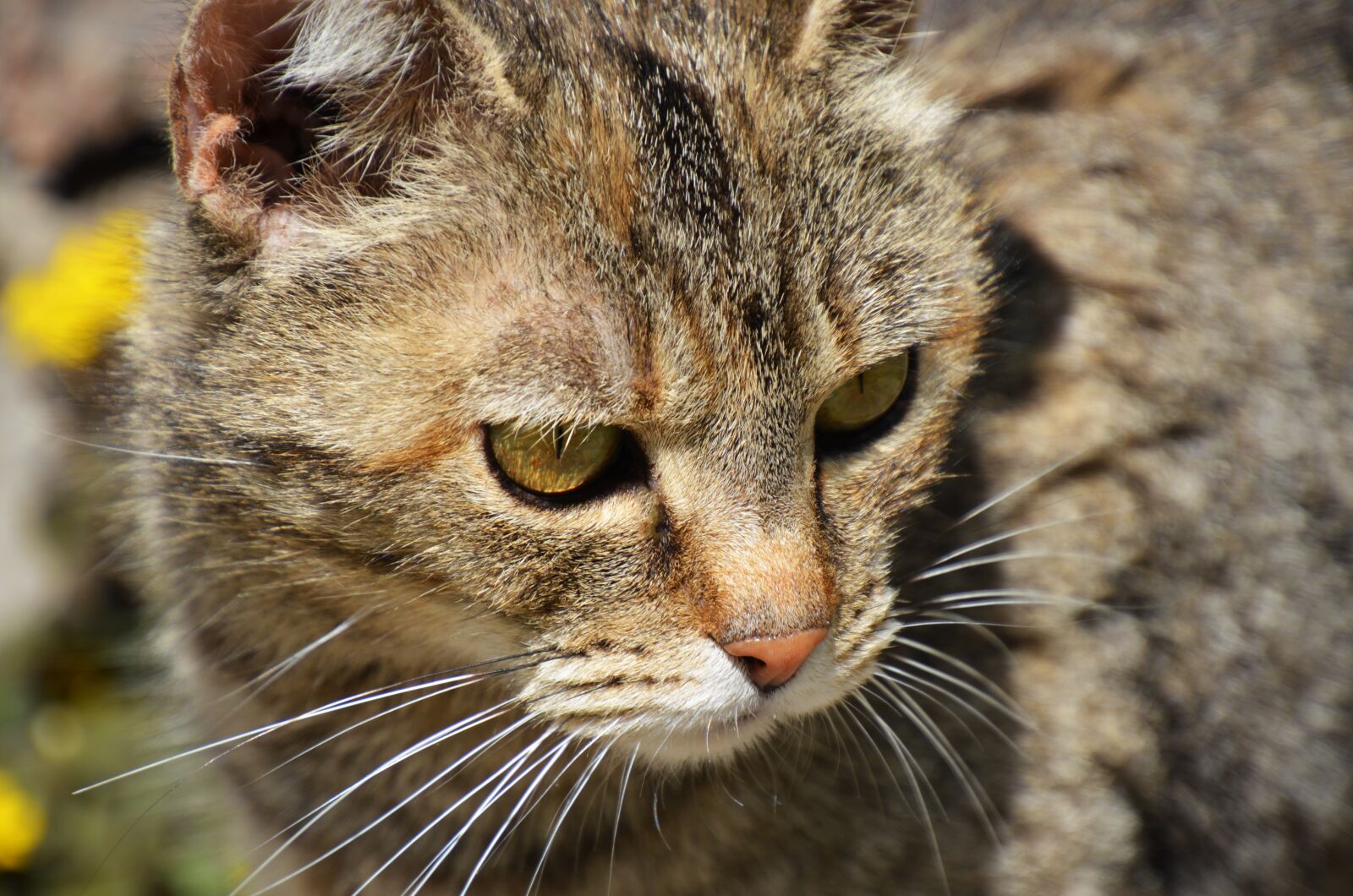 Nikon D7000 sample photo. Cat, portrait, kitten photography
