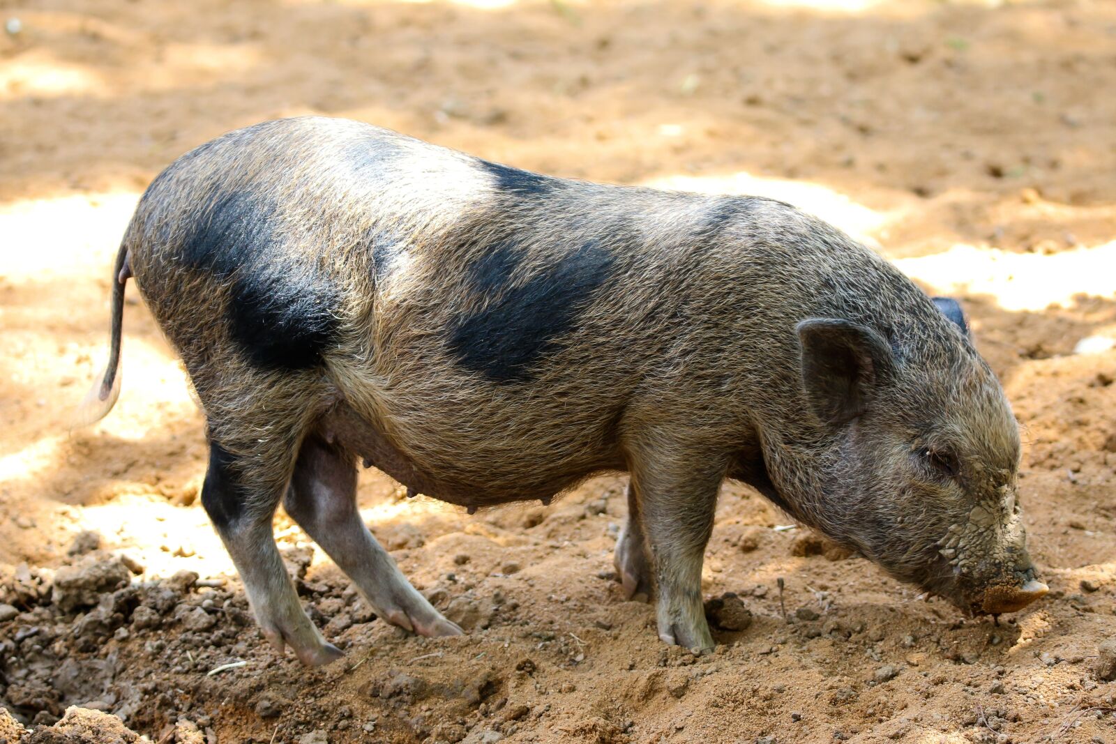 Canon EOS 70D + Tamron SP 150-600mm F5-6.3 Di VC USD sample photo. Animal world, pet, pig photography