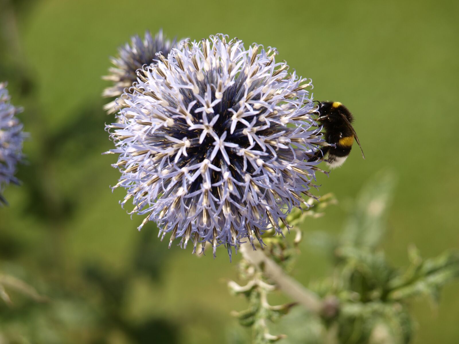 Olympus E-420 (EVOLT E-420) sample photo. Blue thistle, ornamental thistle photography