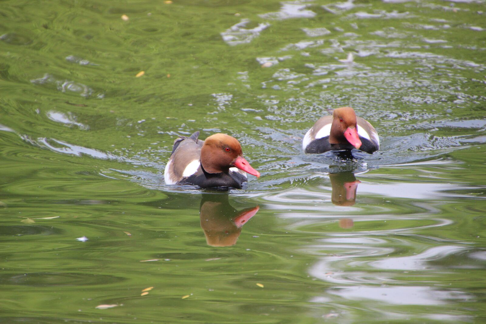 Canon EOS 600D (Rebel EOS T3i / EOS Kiss X5) sample photo. Pochard, common pochard, duck photography