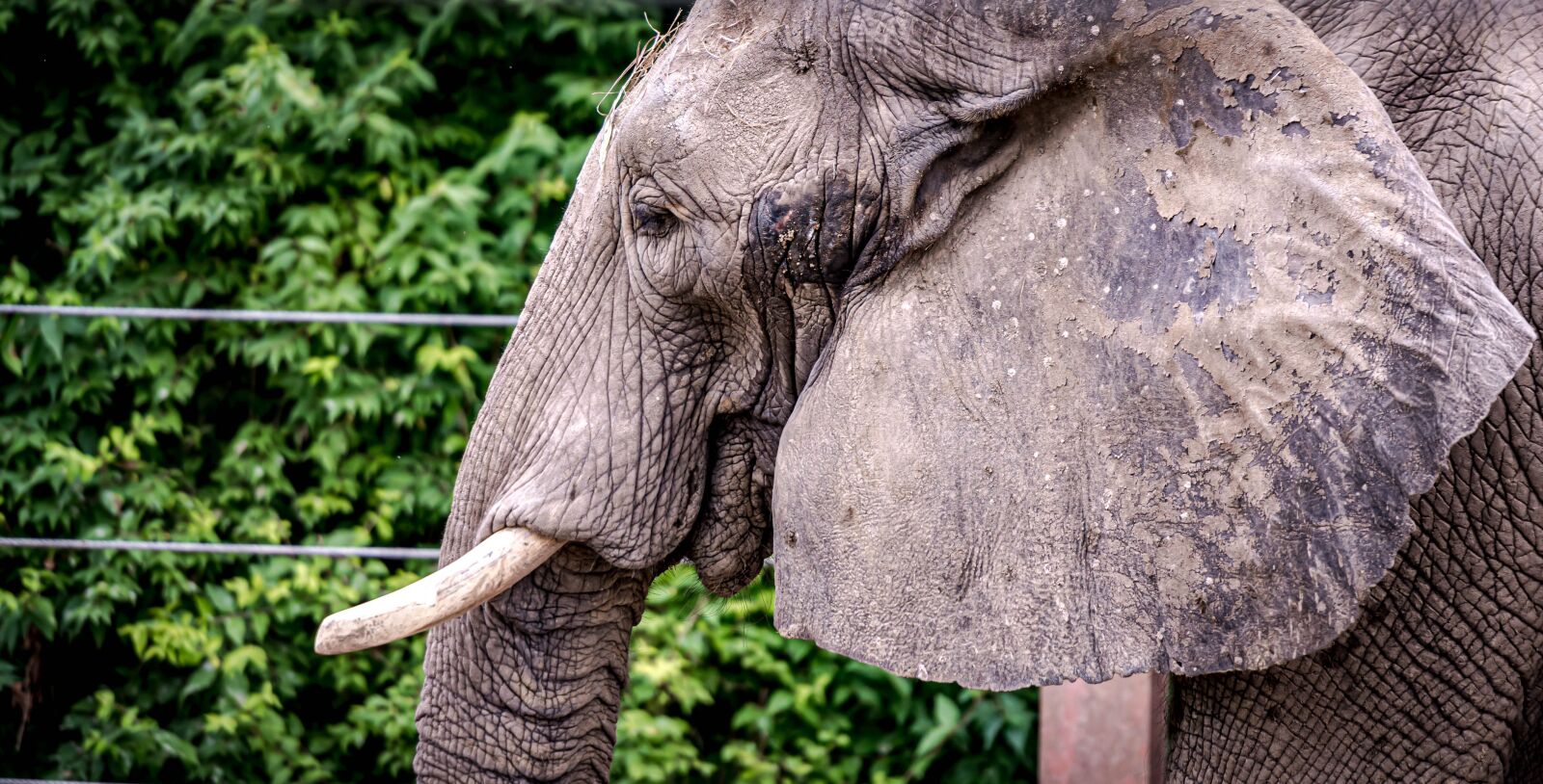 Nikon D810 sample photo. Elephant, zoo, head photography