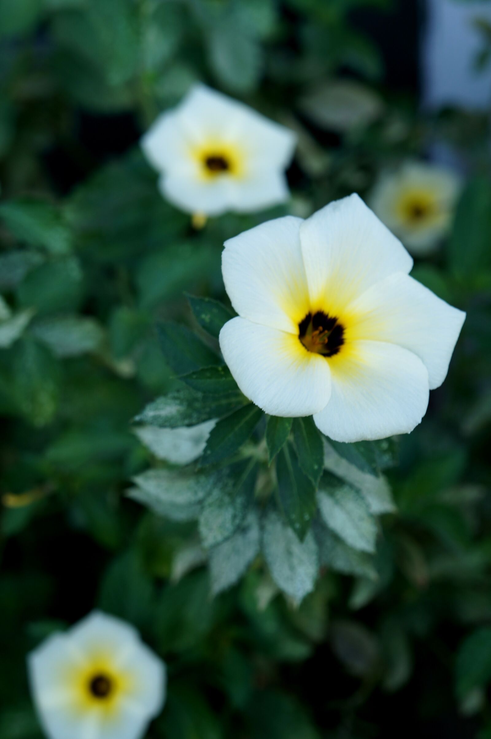 Sony Alpha a3000 + Sony E 18-55mm F3.5-5.6 OSS sample photo. White flower, flower, tranquility photography