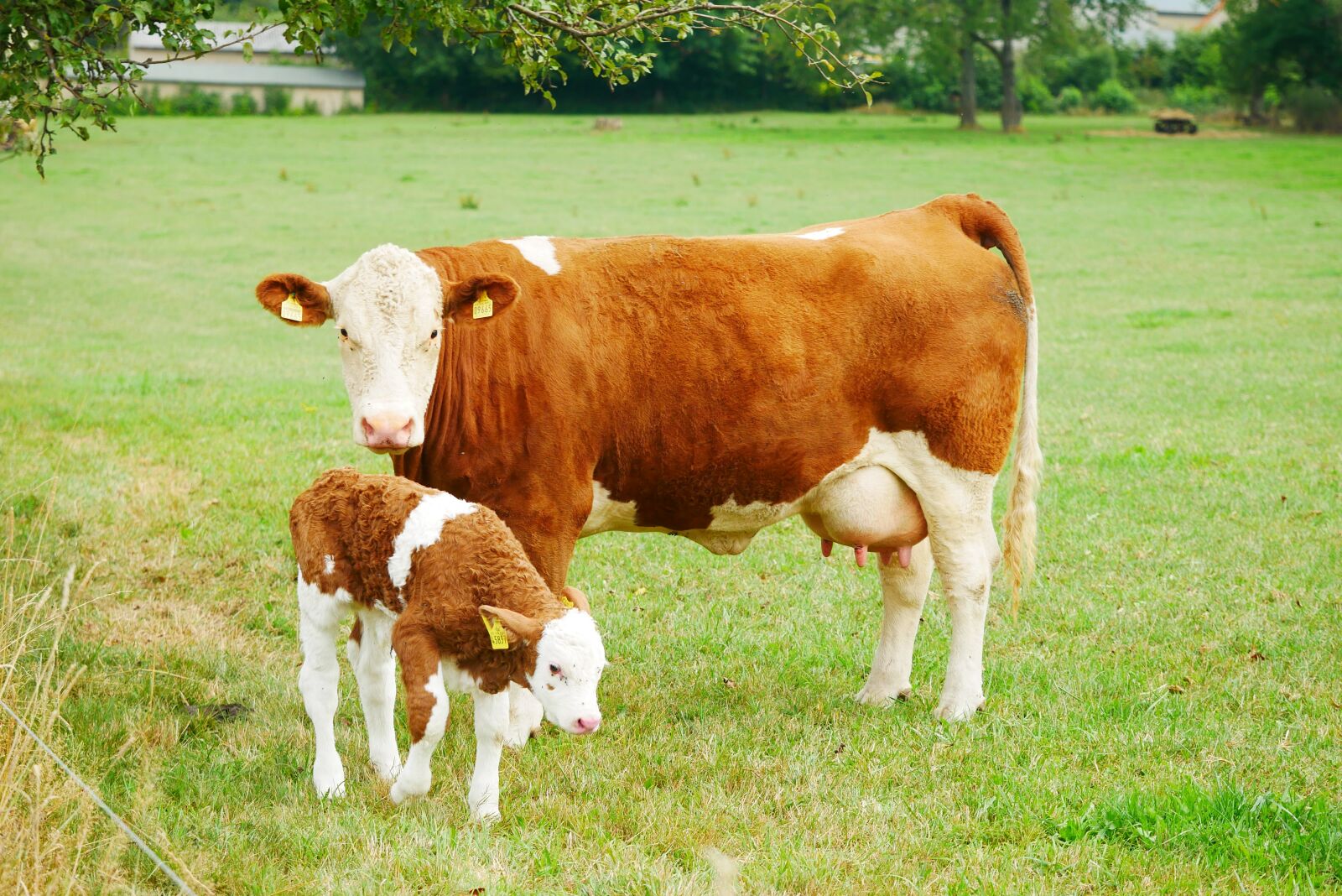 Panasonic Lumix DC-GX850 (Lumix DC-GX800 / Lumix DC-GF9) sample photo. Cow, animal, livestock photography