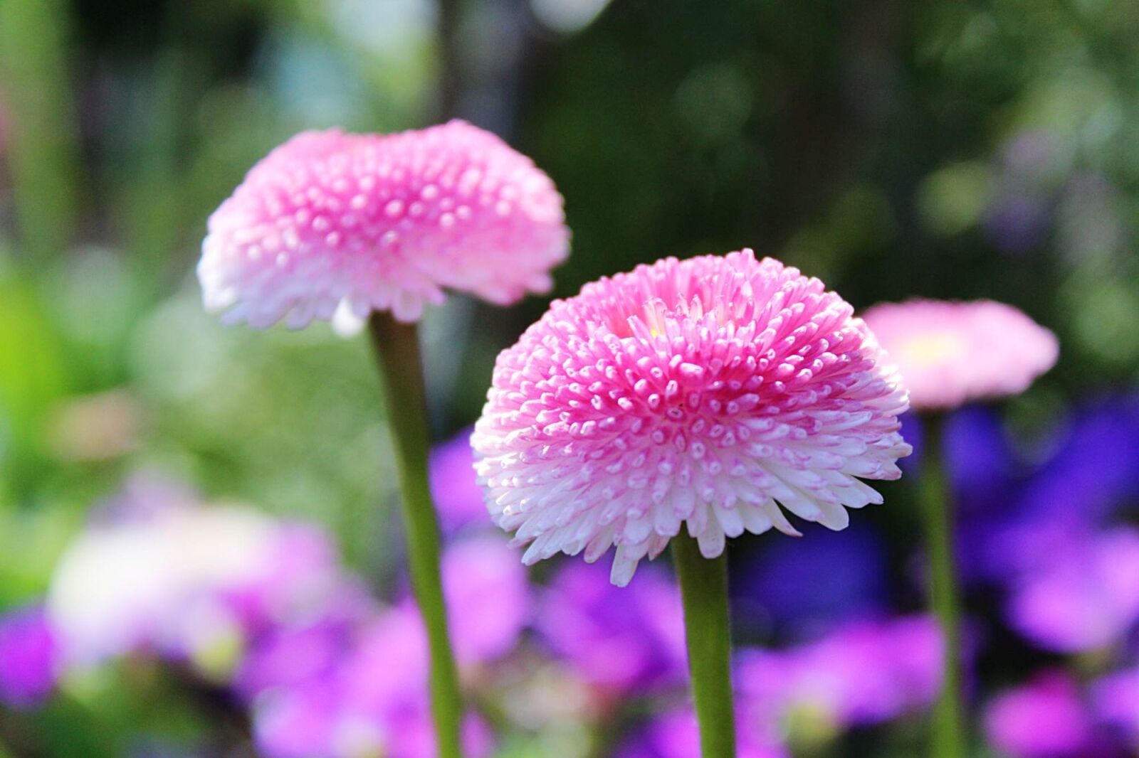 Canon EOS 1200D (EOS Rebel T5 / EOS Kiss X70 / EOS Hi) sample photo. Daisies, flower, blossom photography