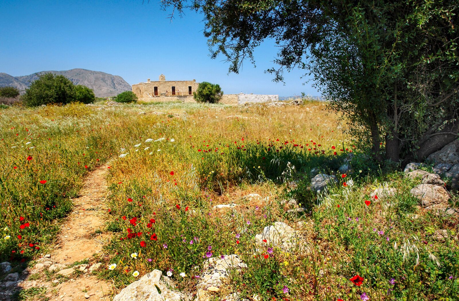 Sony DSC-R1 sample photo. Crete, meadow, dry photography