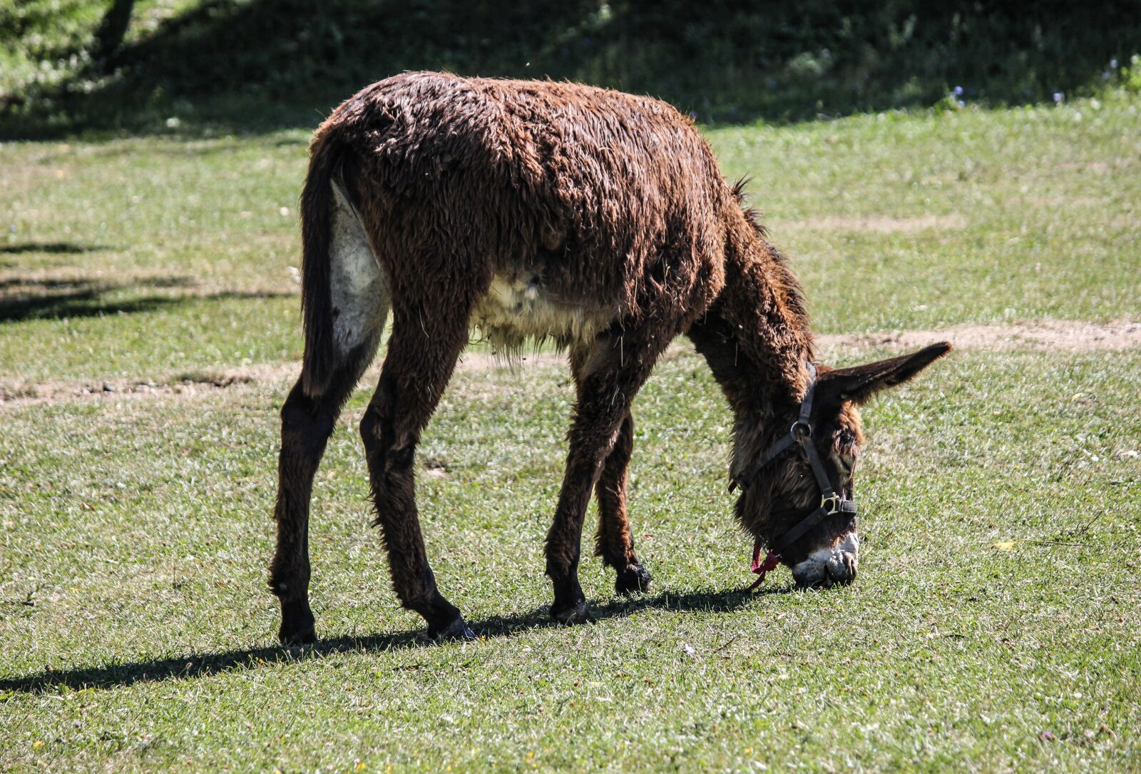 Canon EOS 550D (EOS Rebel T2i / EOS Kiss X4) sample photo. Donkey, pasture, foal photography