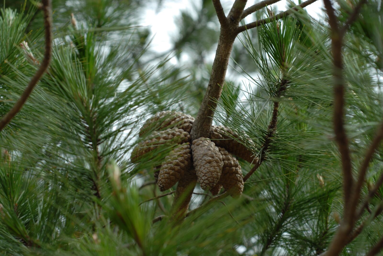 Nikon D200 sample photo. Pine, tree, green photography