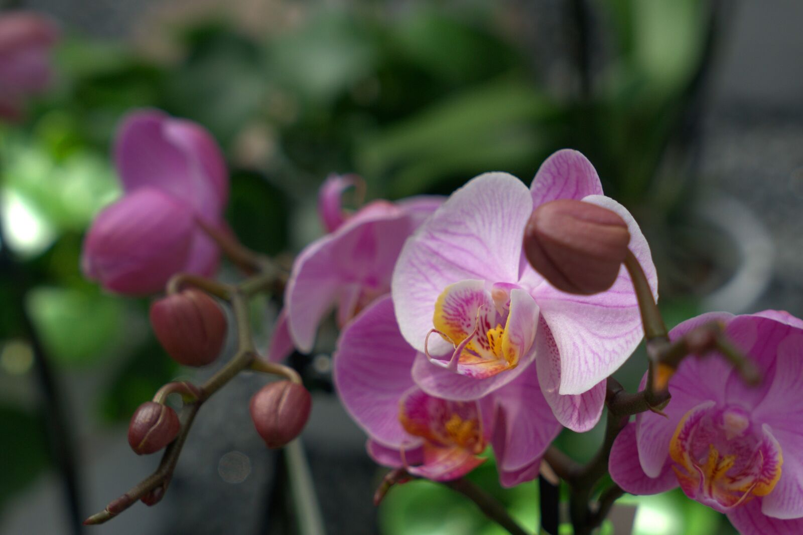 Sony a7 II + Sony Vario Tessar T* FE 24-70mm F4 ZA OSS sample photo. Orchid, flower, blossom photography