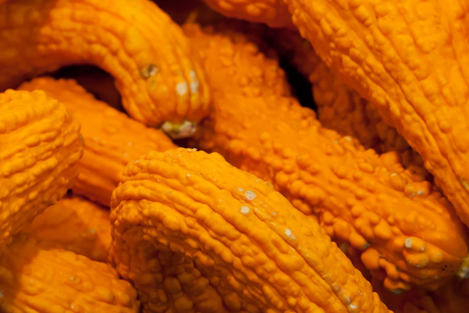 Canon EOS 5D Mark II sample photo. Autumn, fall, background, decoration photography