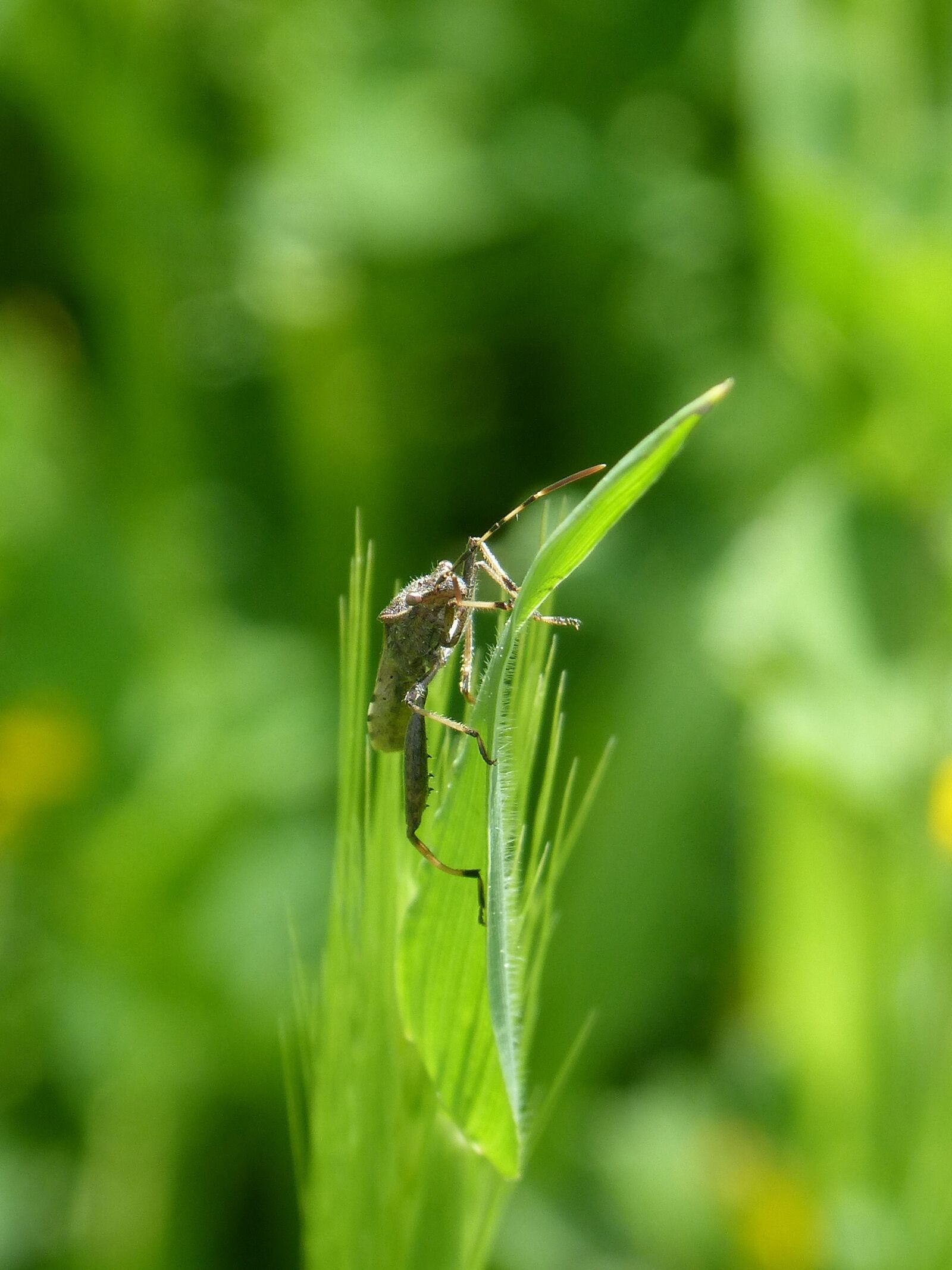 Panasonic DMC-FZ62 sample photo. Insect, strange, leaf photography