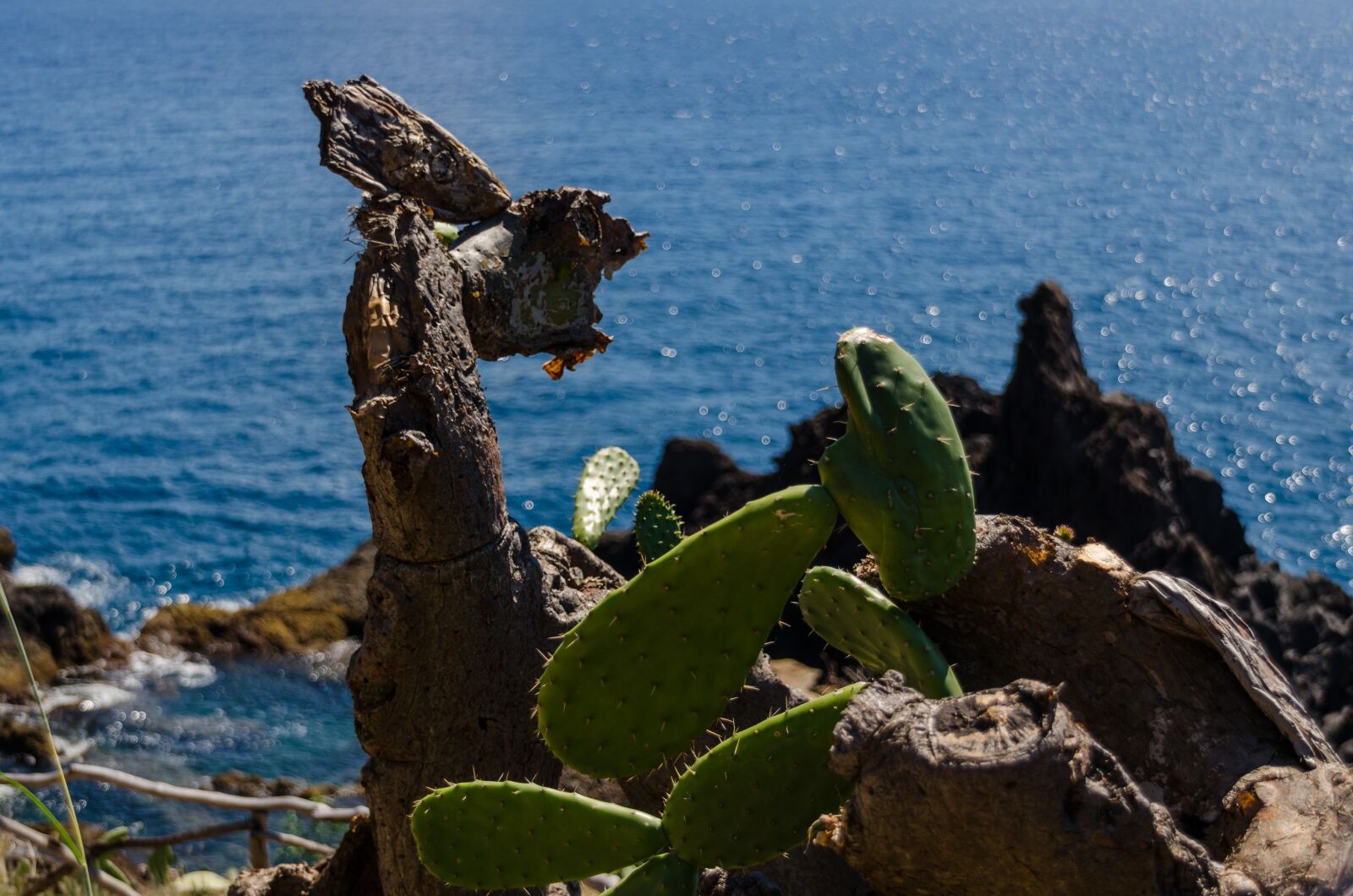 Nikon D5100 sample photo. Cactus, cliff, sea photography
