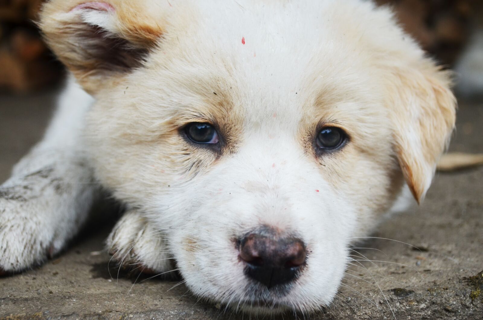 Nikon D5100 sample photo. Cute, adorable, animal photography