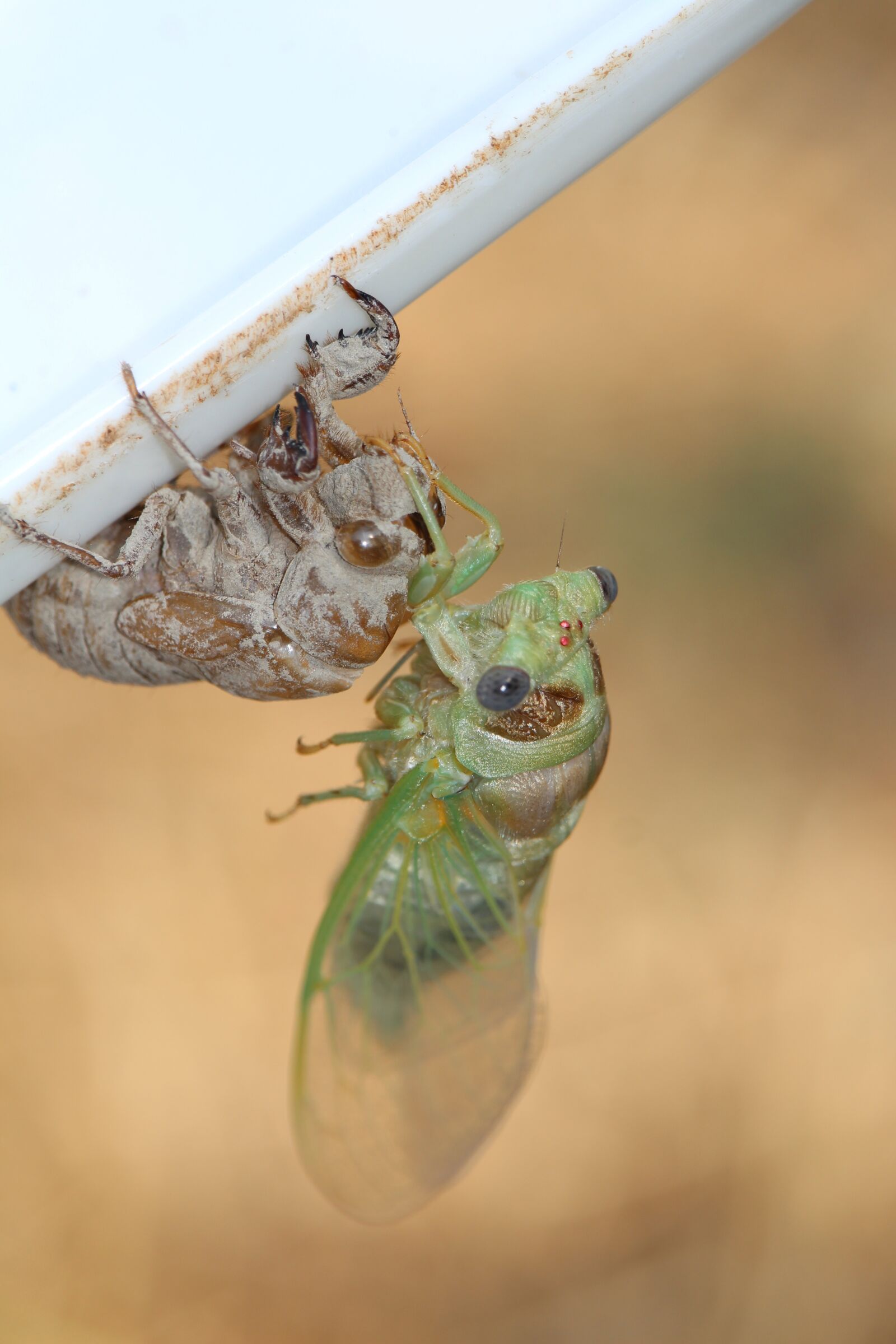 Canon EF-S 55-250mm F4-5.6 IS STM sample photo. Cigales, natural, leaves photography