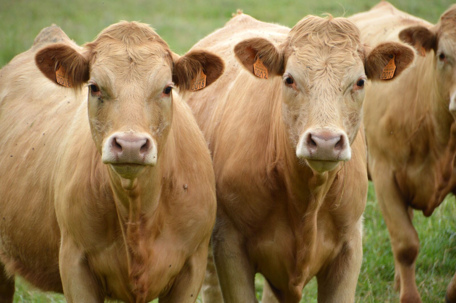 Nikon D3200 sample photo. Cows, cattle, animal photography