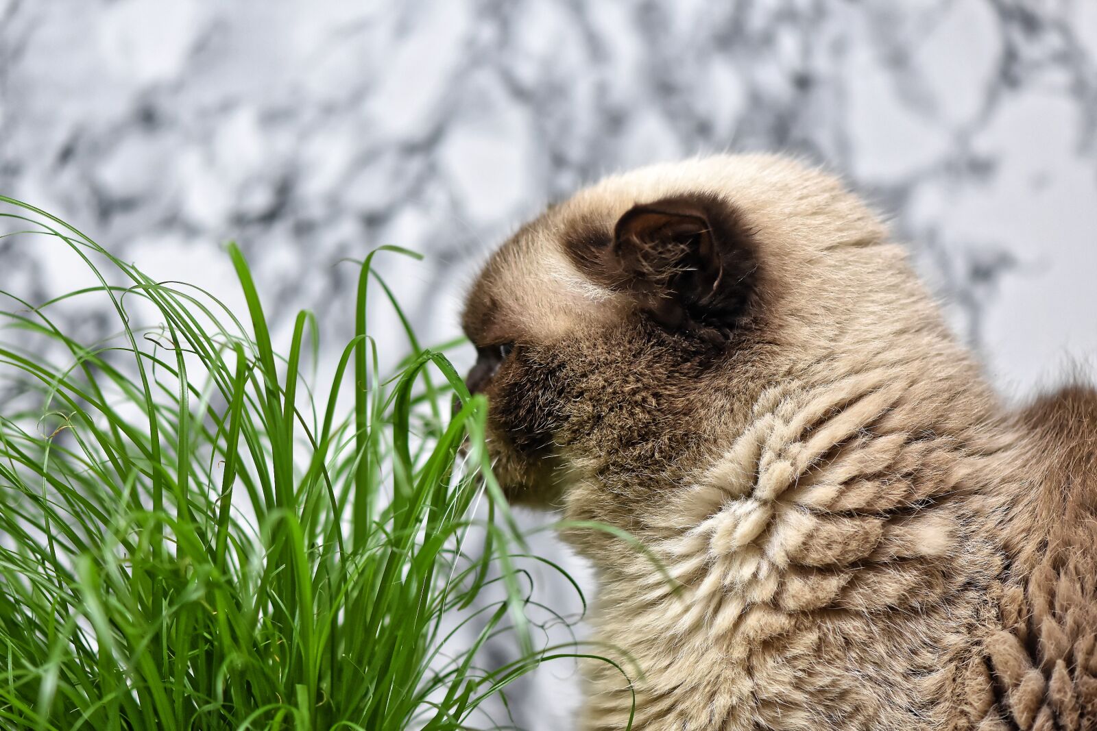 Nikon D7200 sample photo. British shorthair, cat grass photography