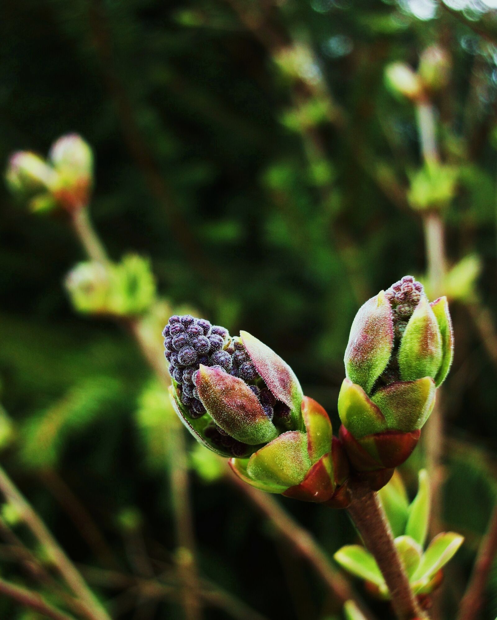 Sony Cyber-shot DSC-WX1 sample photo. Buds, bush, lilac, twig photography