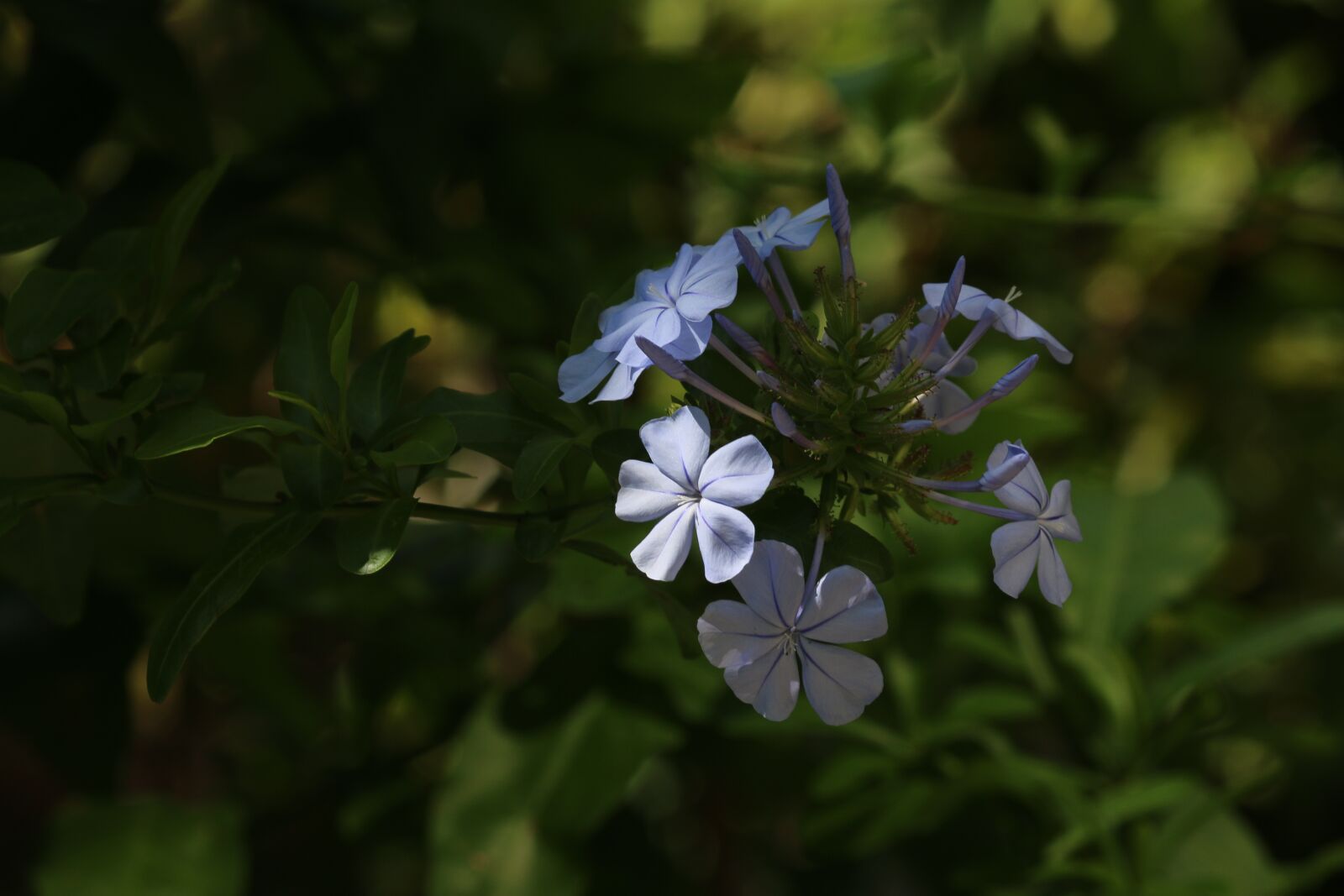 Canon EOS 70D sample photo. Plumbago, flower, blue flower photography