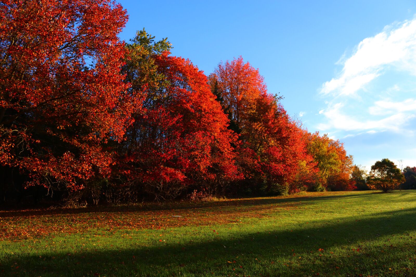 Canon EOS 80D sample photo. Fall, autumn, leaves photography
