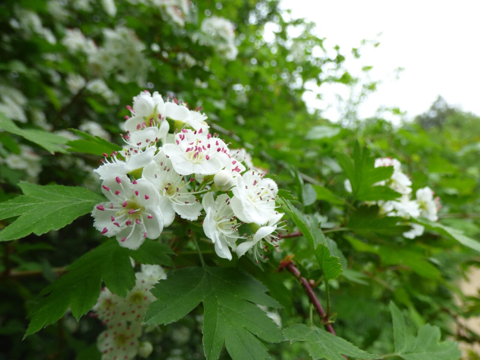 Panasonic DMC-FZ72 sample photo. Hawthorn, color, white photography