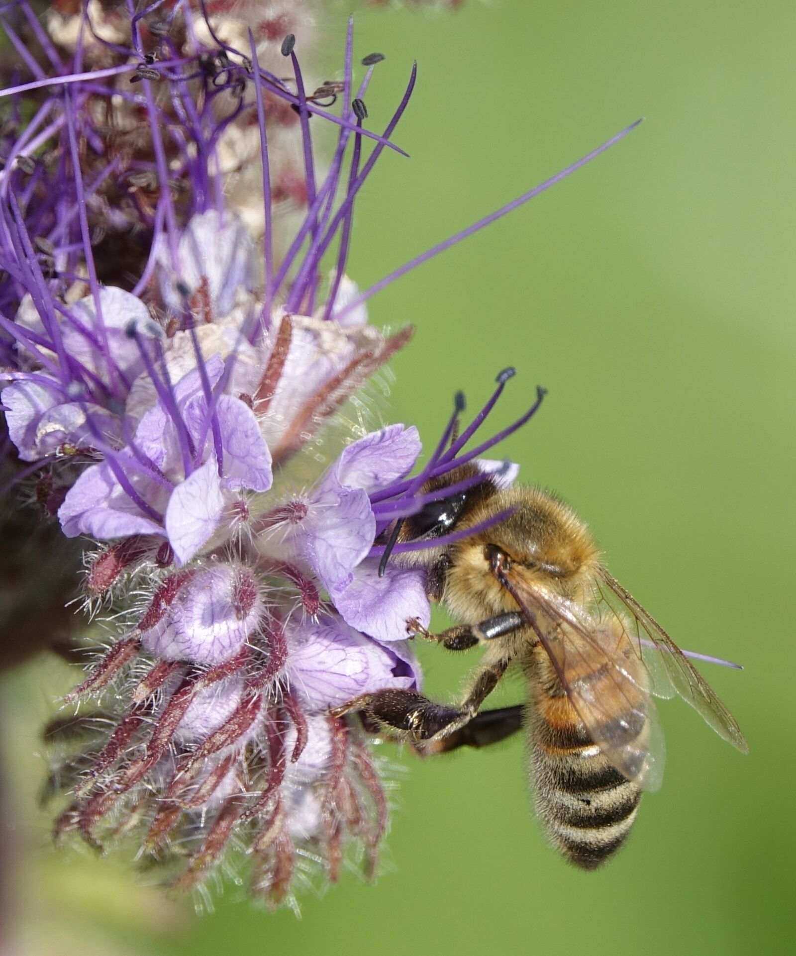 Sony Cyber-shot DSC-RX10 III sample photo. Bee, insect, nature photography